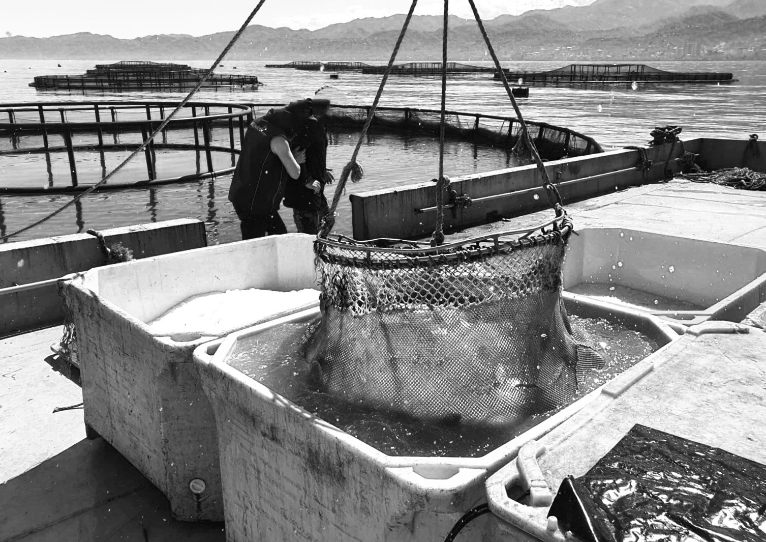 Two fishermen pulling up a large net filled with fish from a body of water at a dock with floating cages in the background.