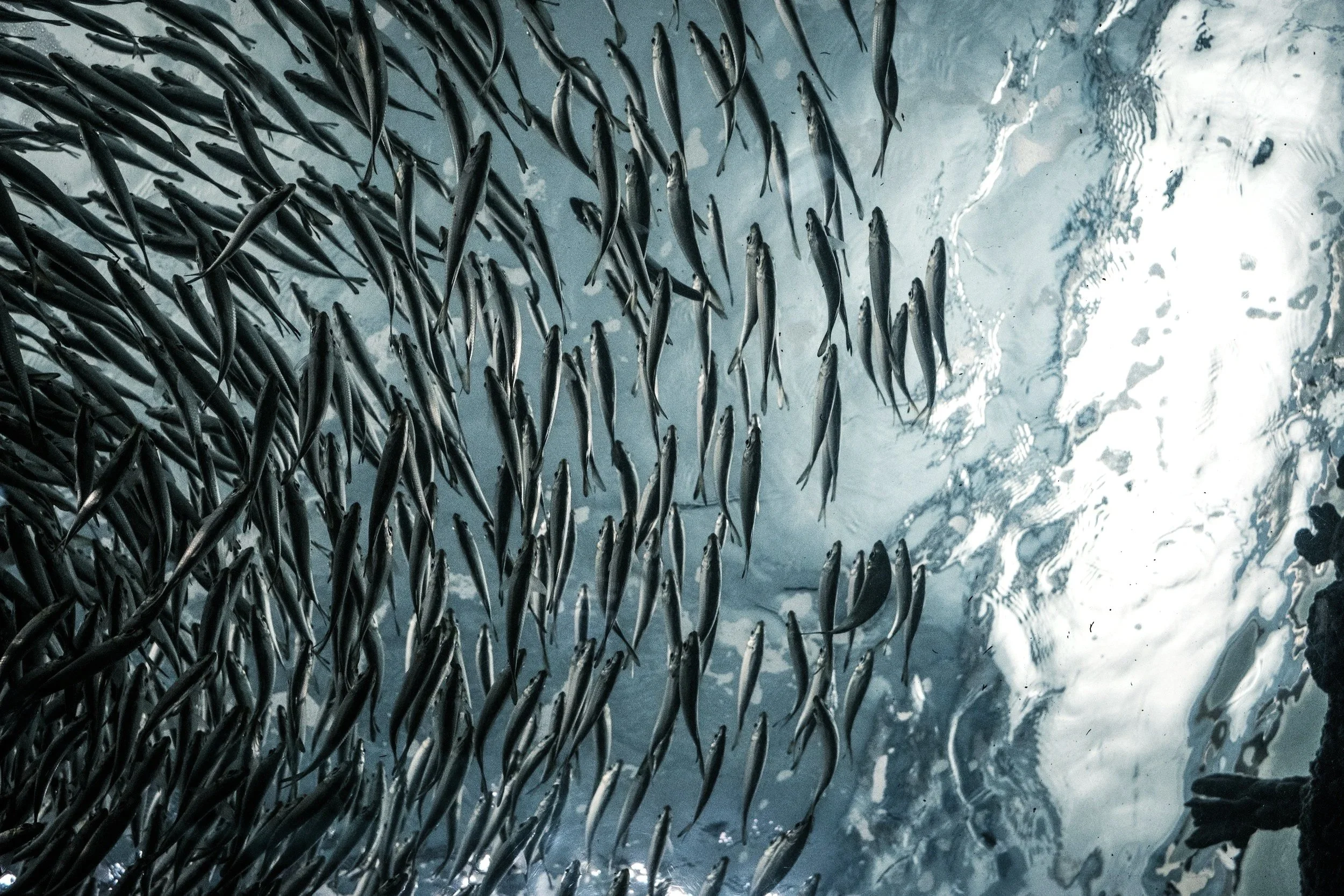 Schools of small fish swimming underwater, with some ripples and light reflections on the water surface.