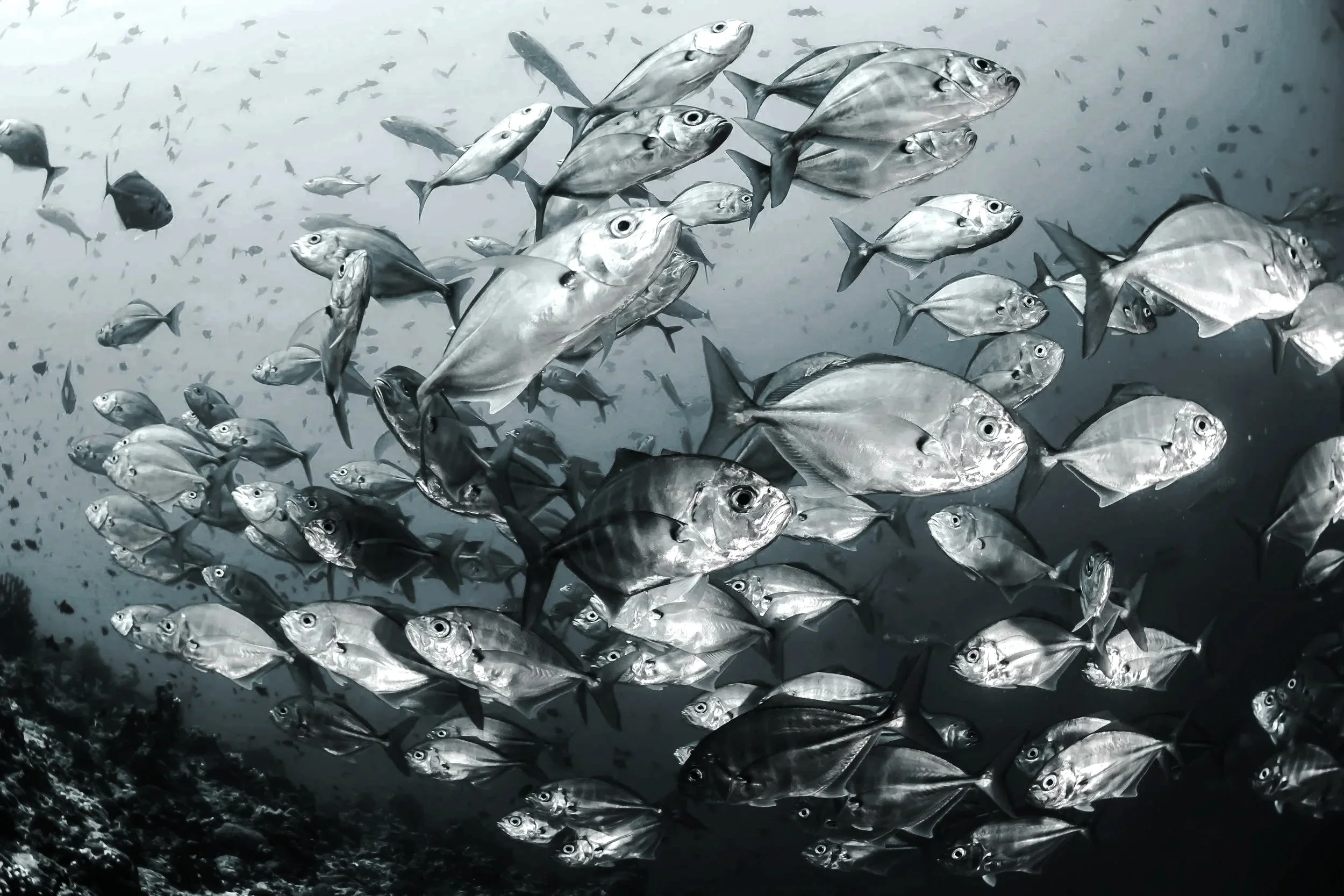 A school of fish swimming underwater in clear water, with many smaller fish in the background.