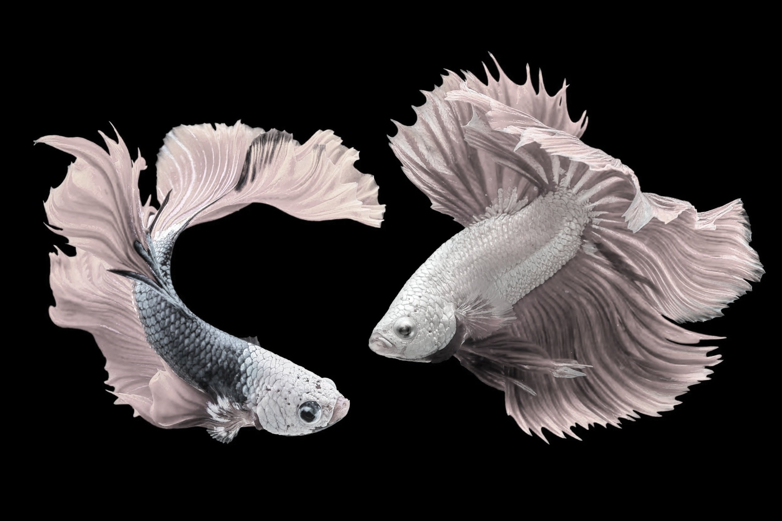 A beautiful, white Siamese fighting fish with flowing fins swimming against a black background.