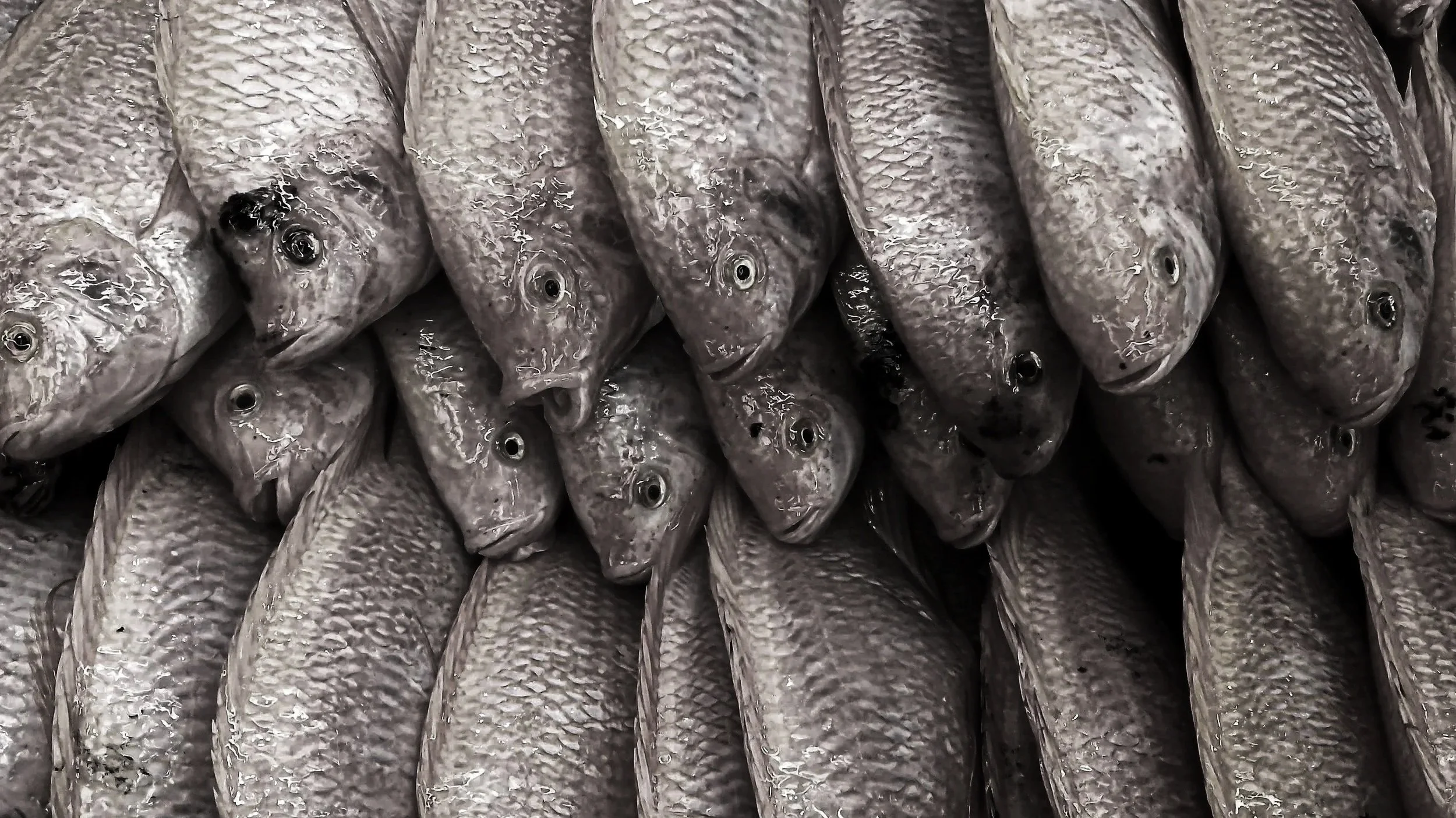 A close-up image of several rows of fish, likely tilapia, with silver scales and black eyes.