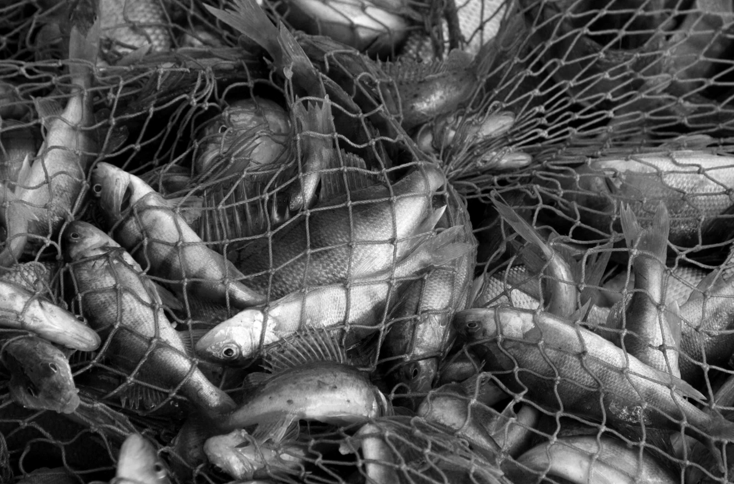 A close-up of a fishing net filled with numerous fish.