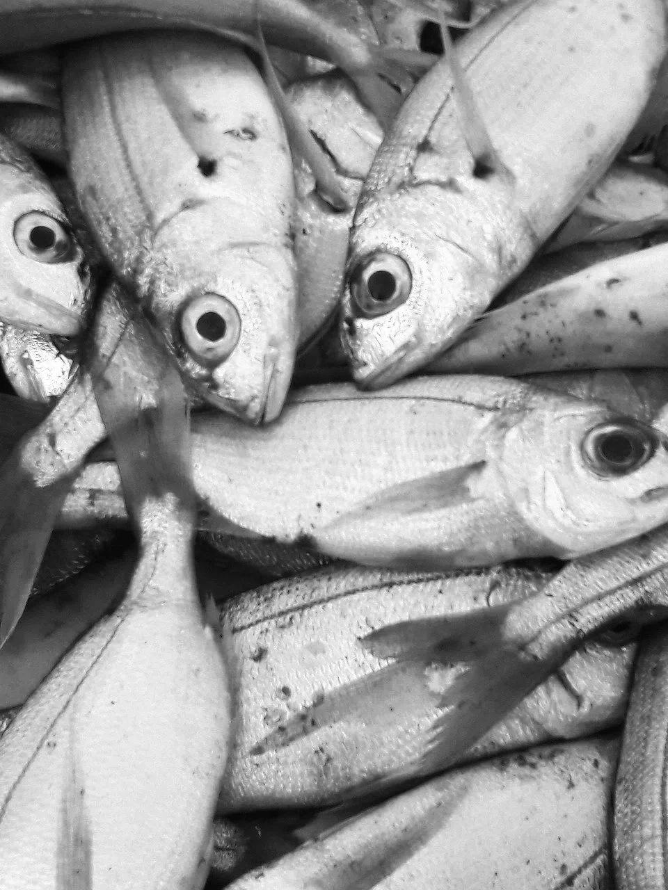 A pile of caught fish, including a variety of small fish with shiny scales and large eyes.
