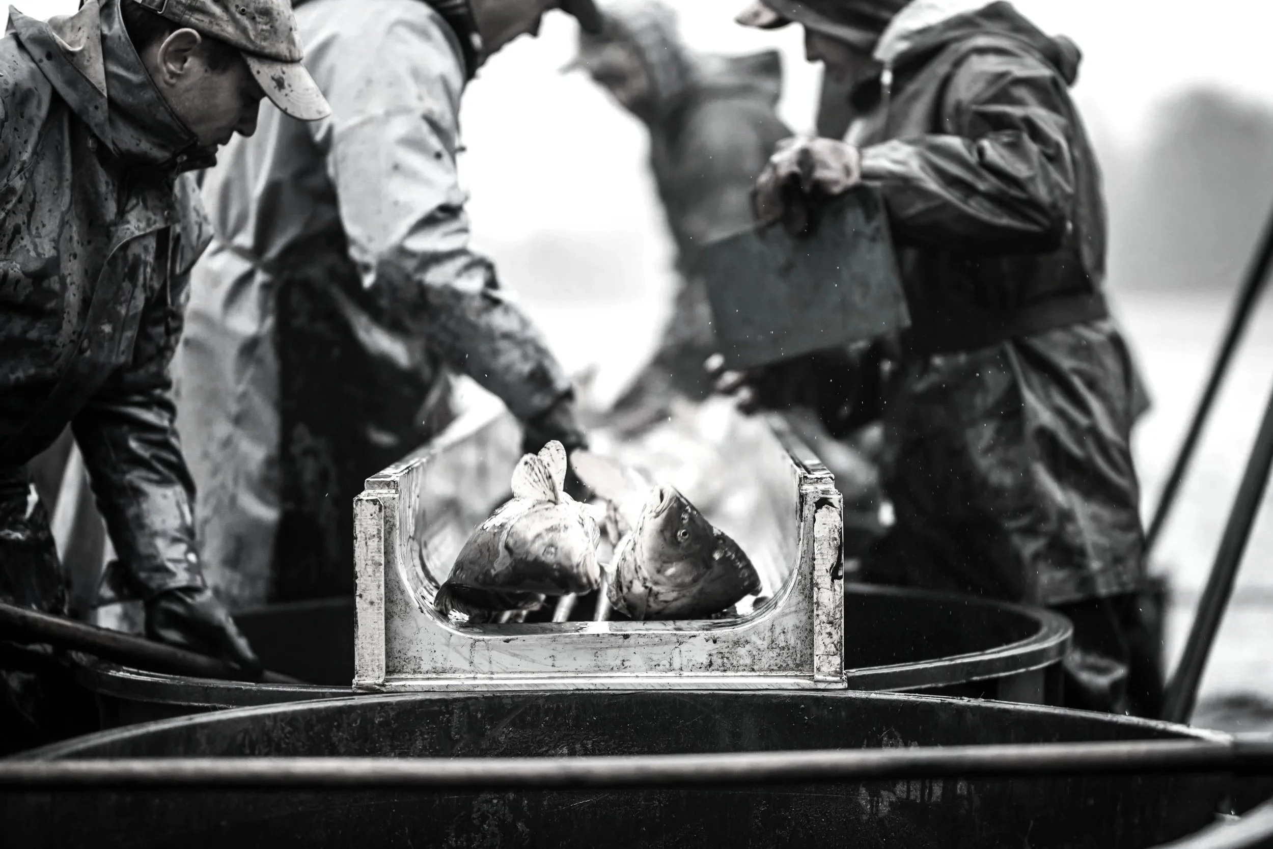 Black and white photo of multiple people wearing rain gear, working together to handle a large fish in a container.