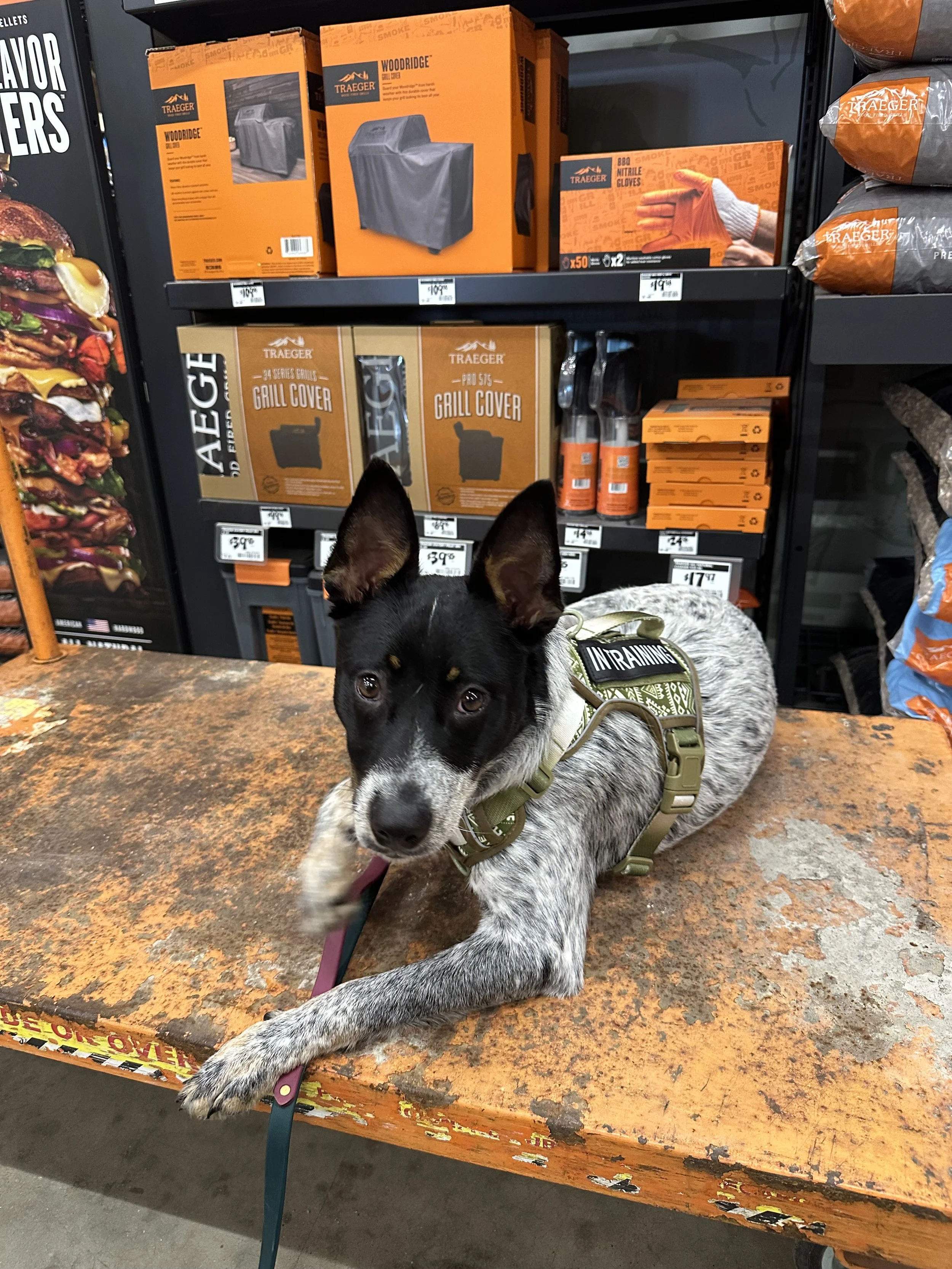 A black and white puppy with tan markings on ears and face lying on a worn, rust-colored surface in front of shelves stocked with outdoor grill covers, gloves, and seasonings training in a store.