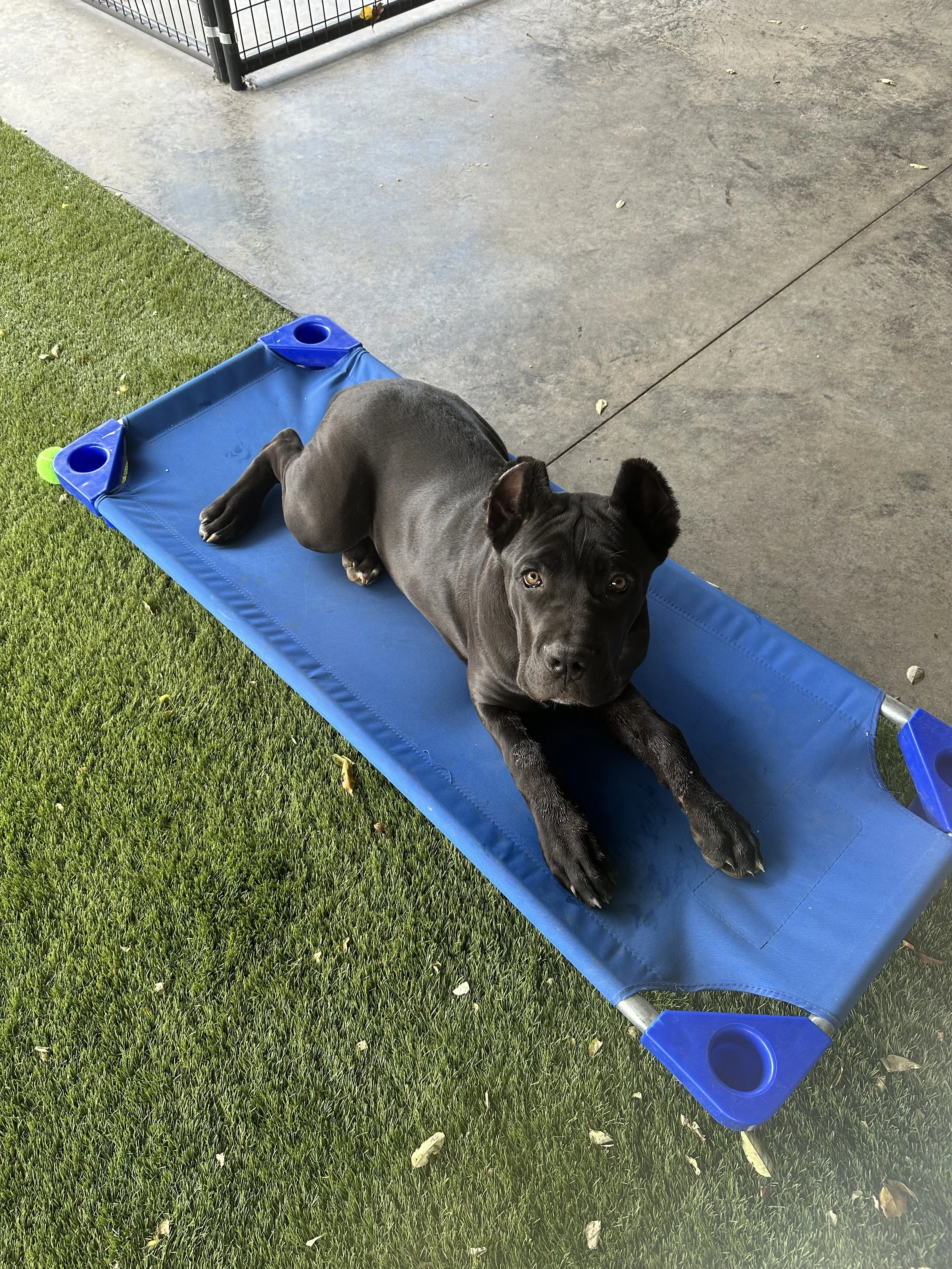 Cane corso learning how to place.