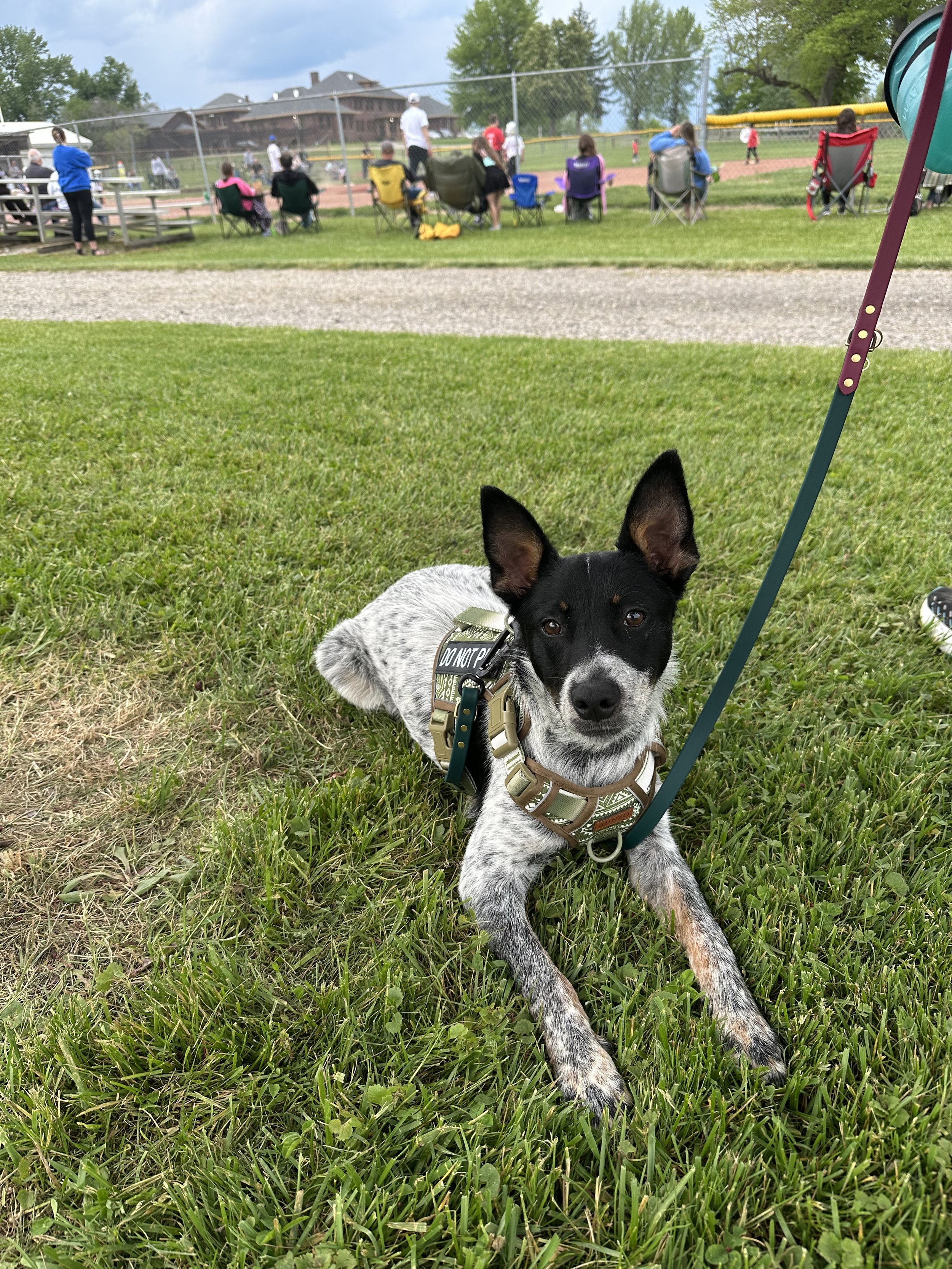 A black and white dog with pointy ears laying on green grass during a baseball game. The dog is wearing a harness with a leash attached.
