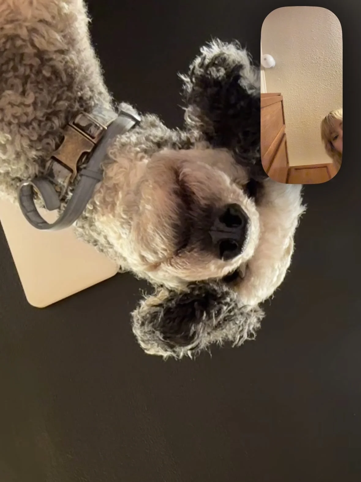 Close-up of a fluffy poodle dog with curly fur, resting its head on a black surface. A person on a video call appears in a small inset, peeking from above.