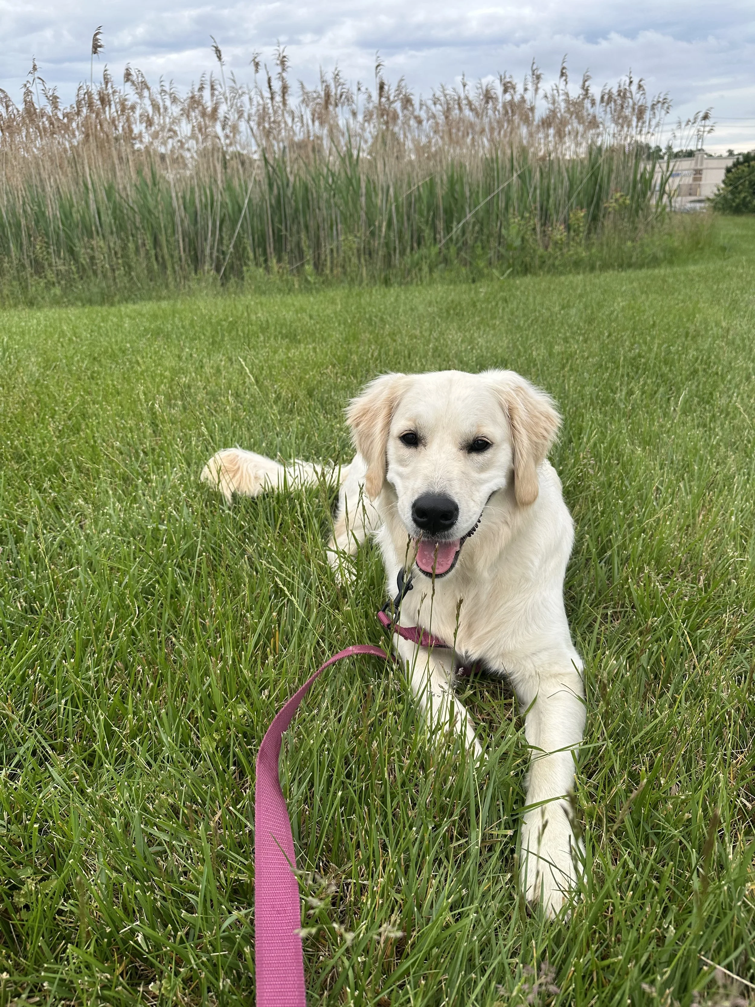 A happy Golden Retriever puppy lying in green grass with tall grass and plants behind it, under a cloudy sky dog training.