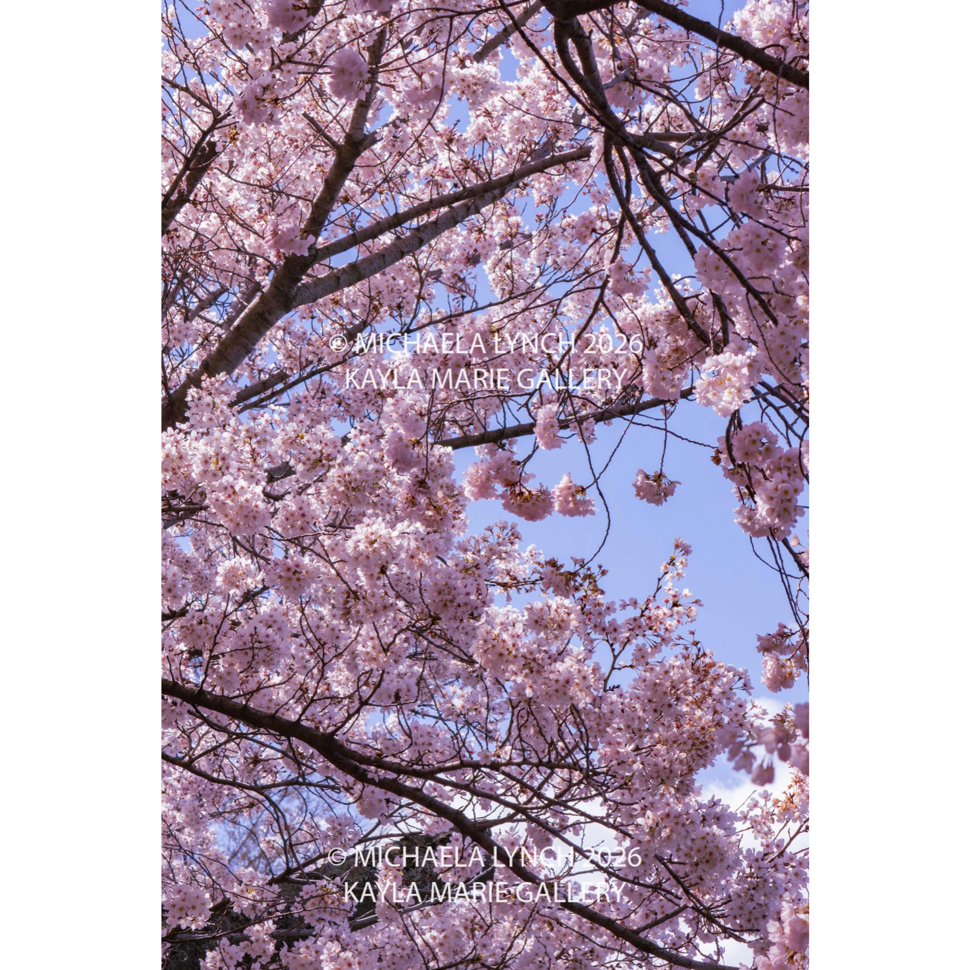 Untitled design-10.png