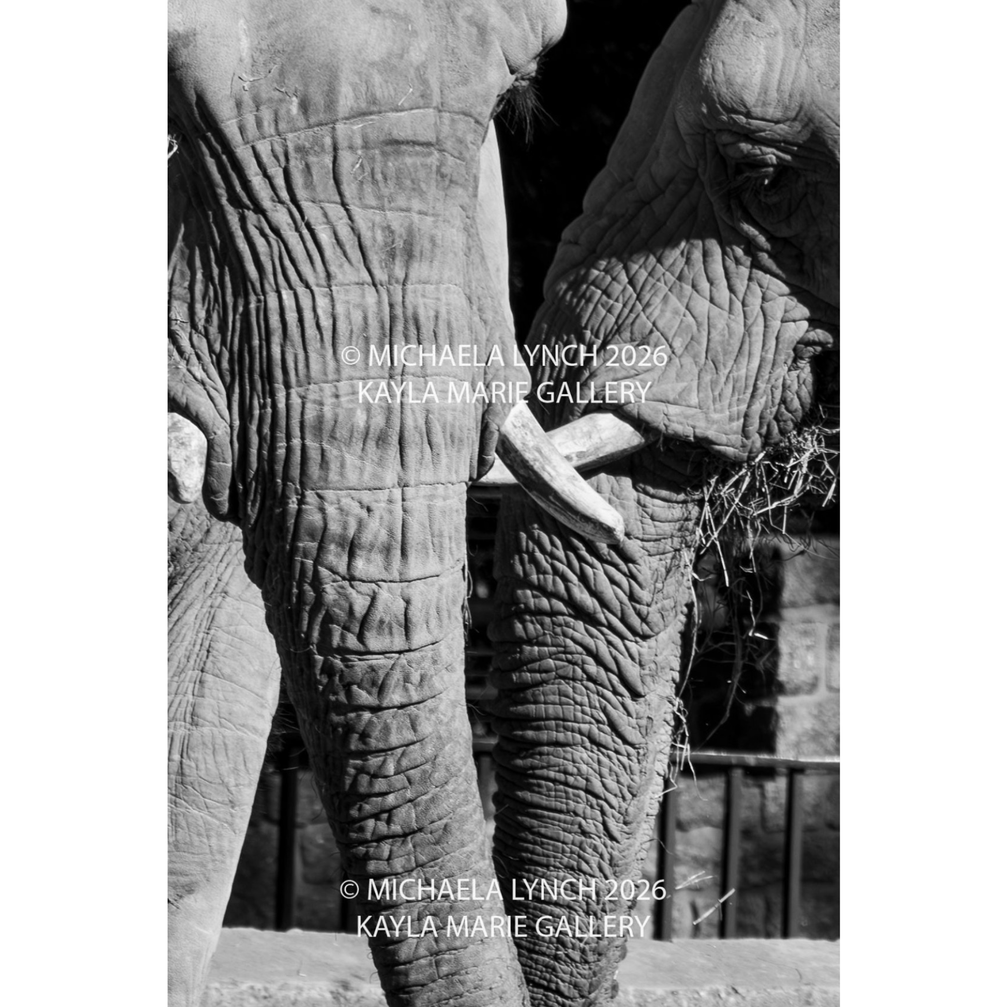 Elephant Embrace