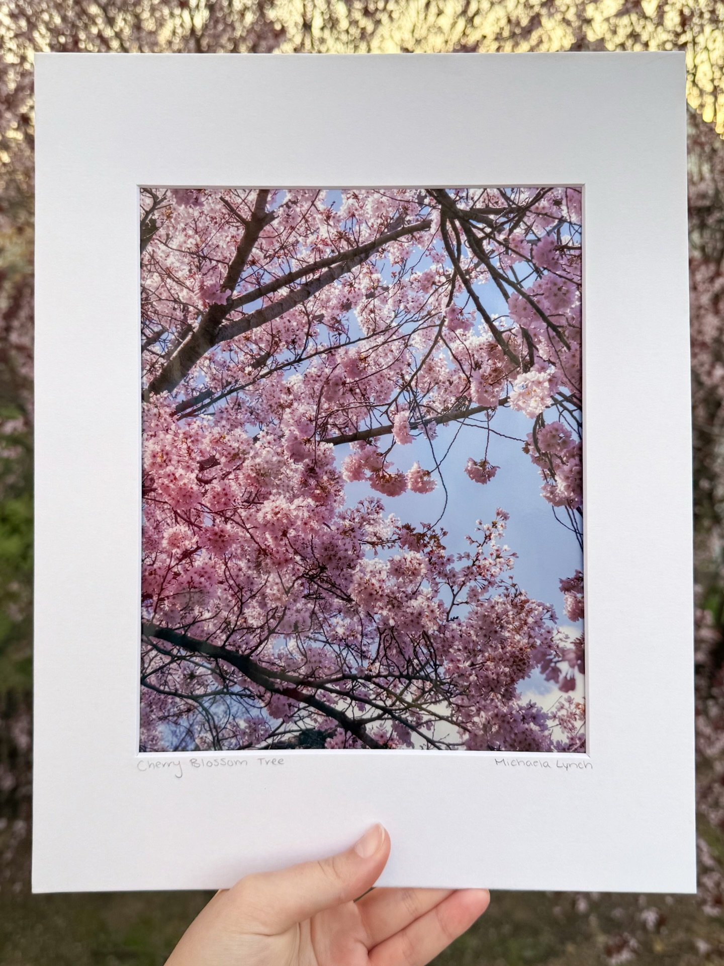happy peak blossom weekend!! ✨🌸🍒 unfortunately I didn&rsquo;t get to go in to DC this year for peak cherry blossoms but here is a pic from last year! this one and a couple others from the tidal basin are all available through the link in my bio und