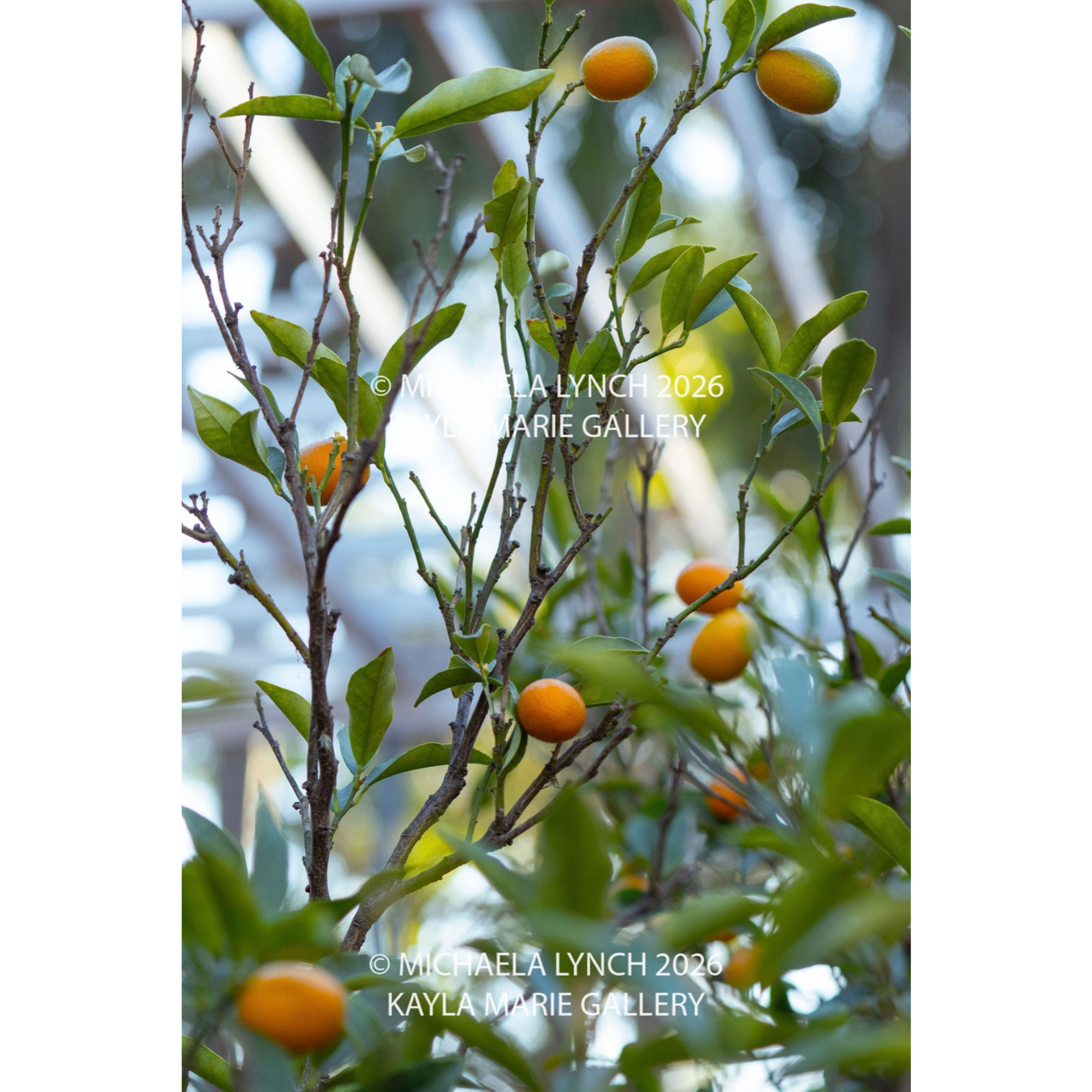 Orange Tree