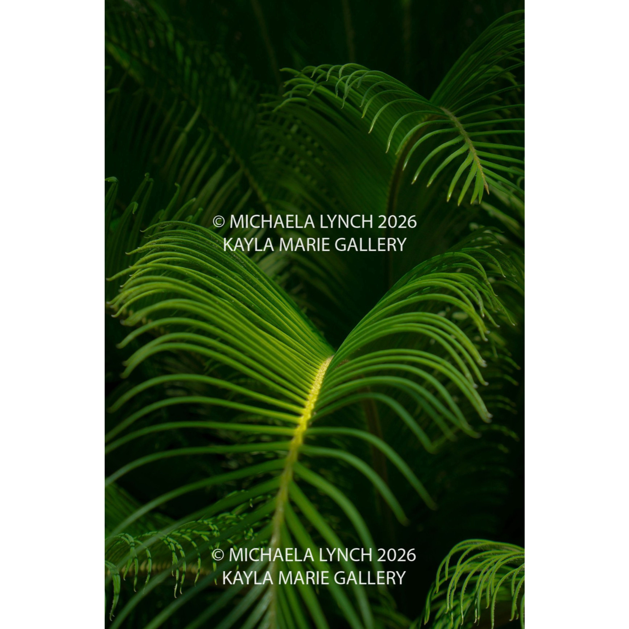 Sago Palm