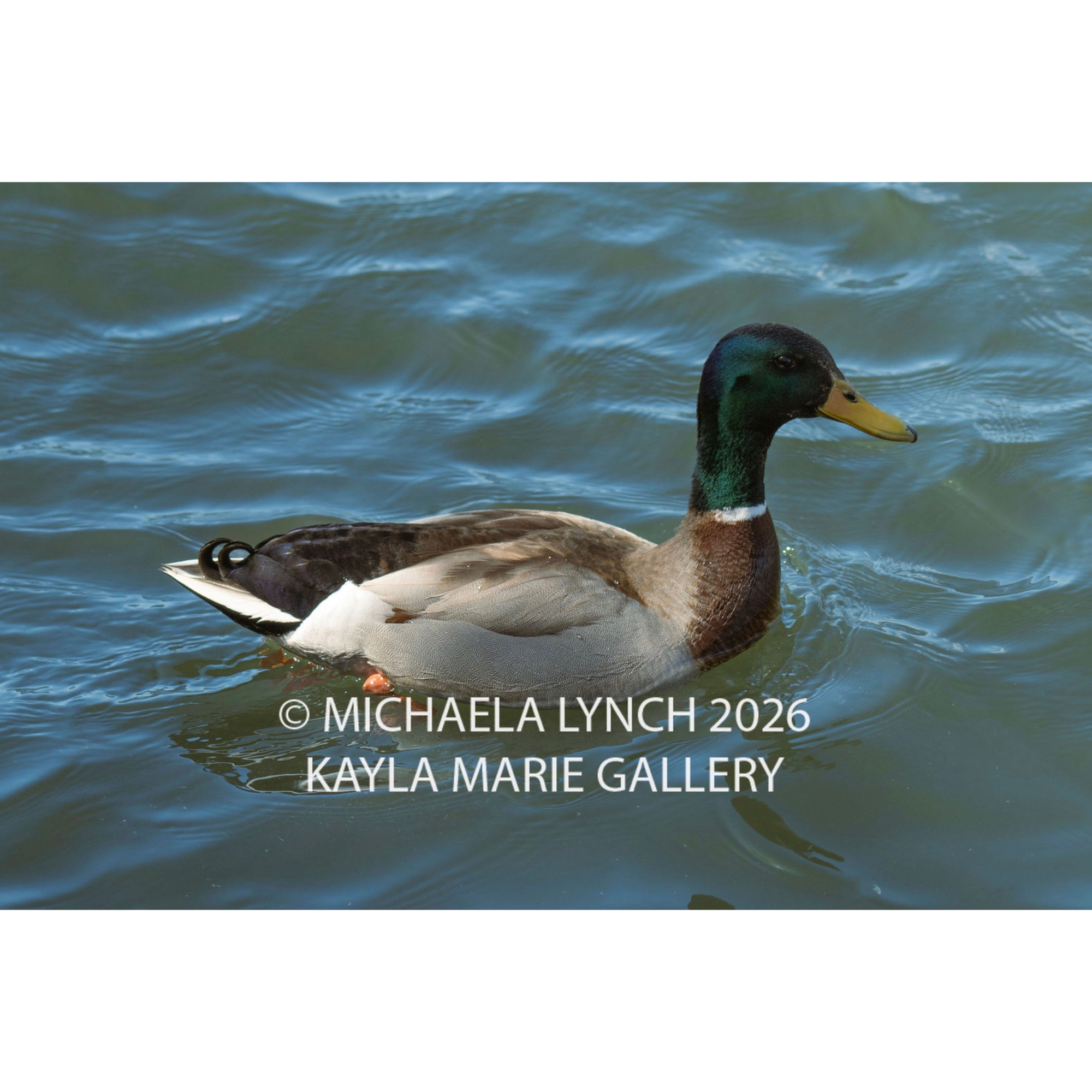 The Duck