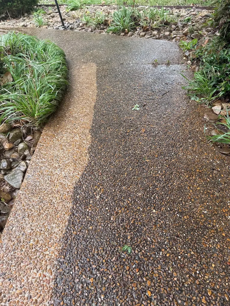 A wet concrete pathway with two different textures, surrounded by green plants and rocks.