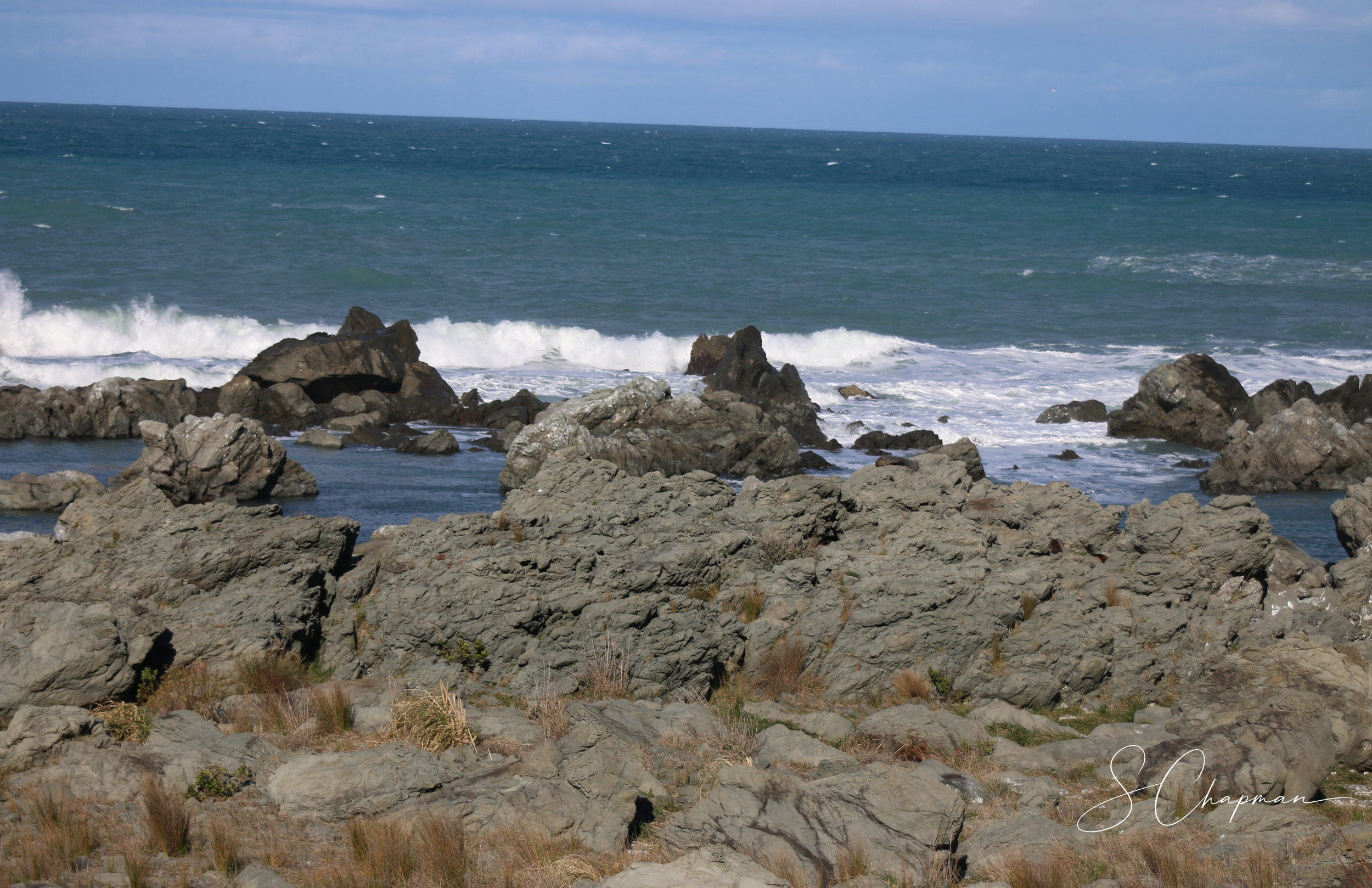 The Seal Coast