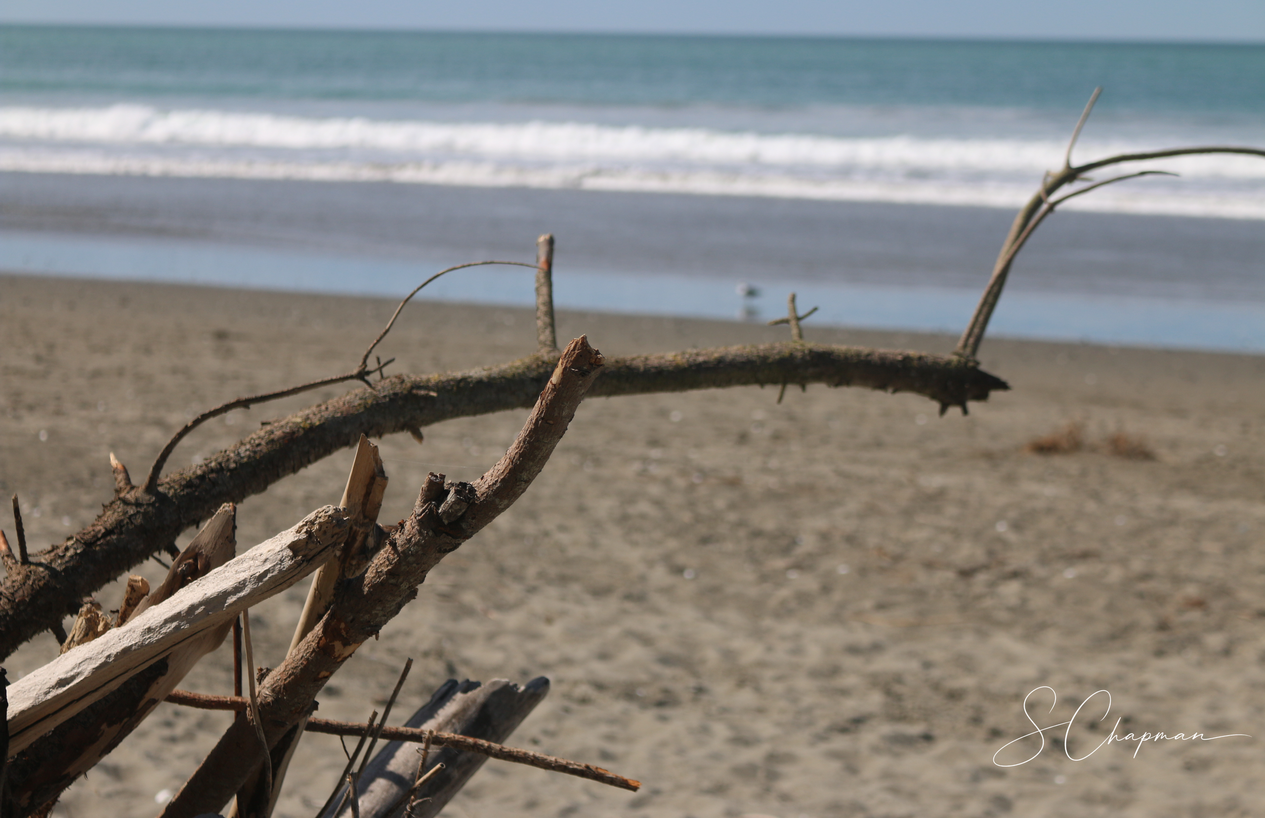 Driftwood