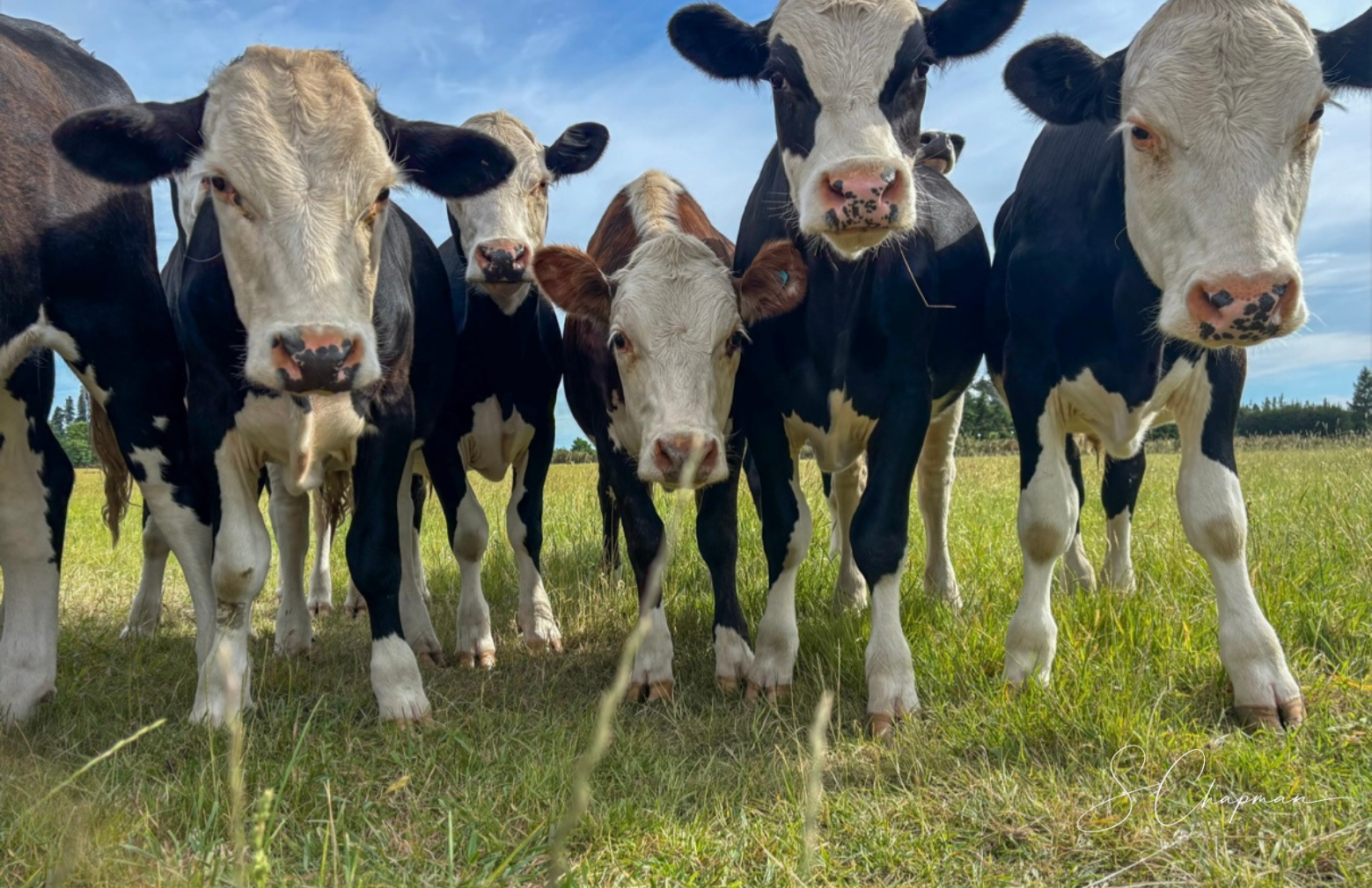 The Welcome Committee