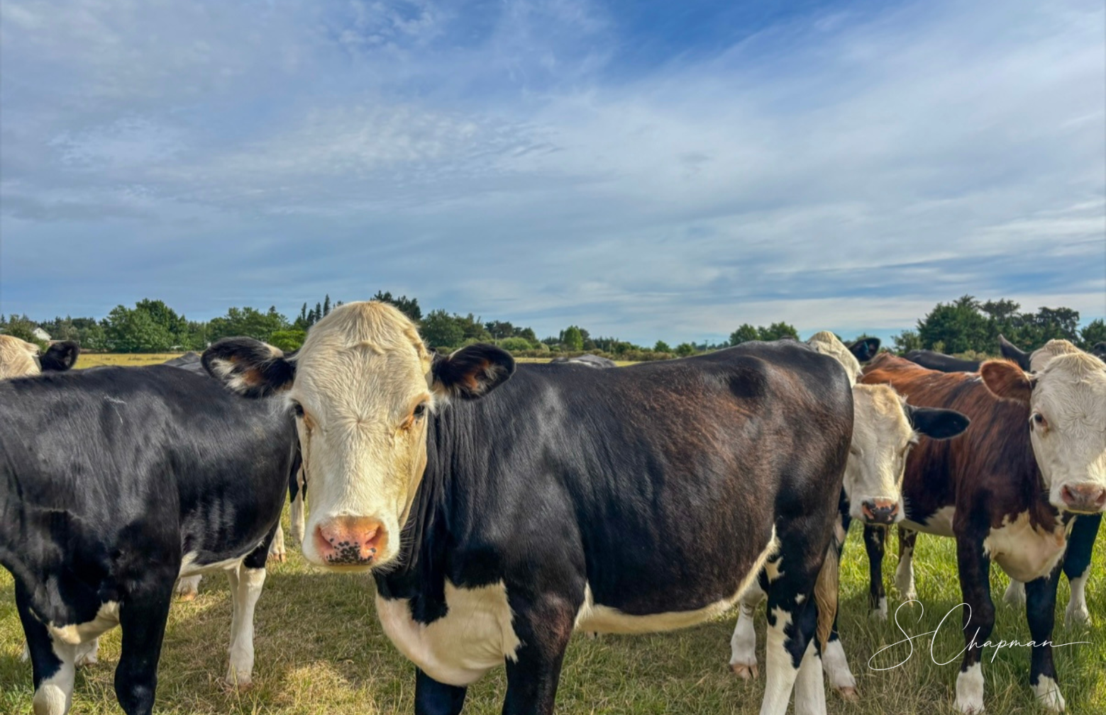 Pasture Patrol