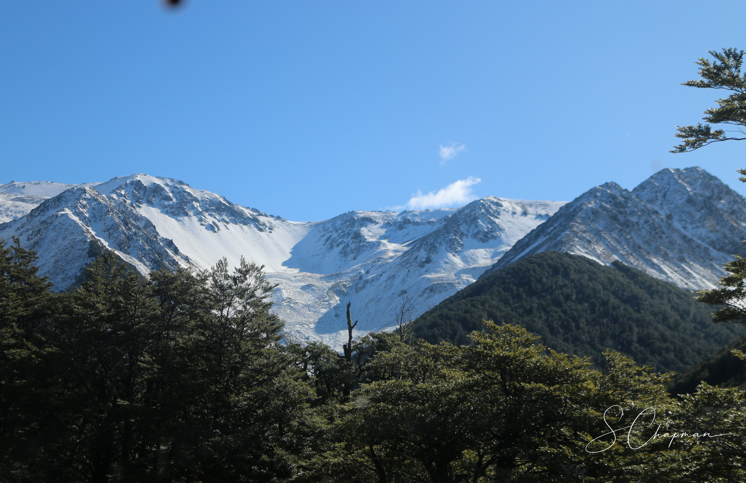 Above the Forest