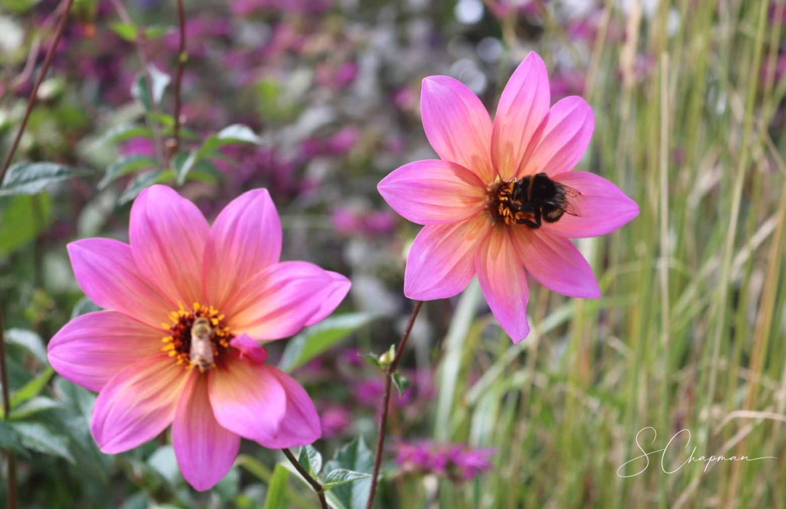 Shared Bloom