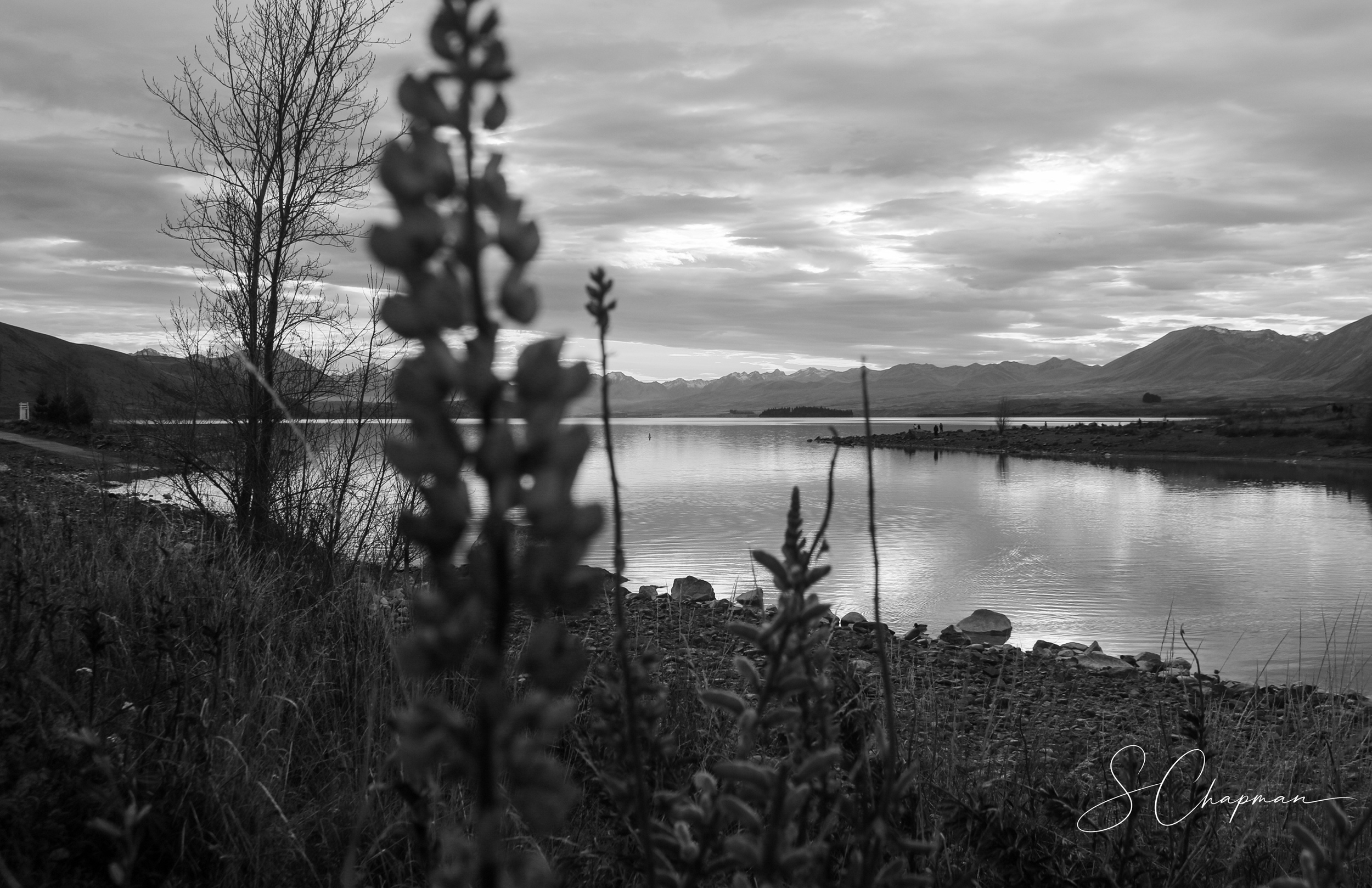 B&W Lupin - Lake Tekapo.png
