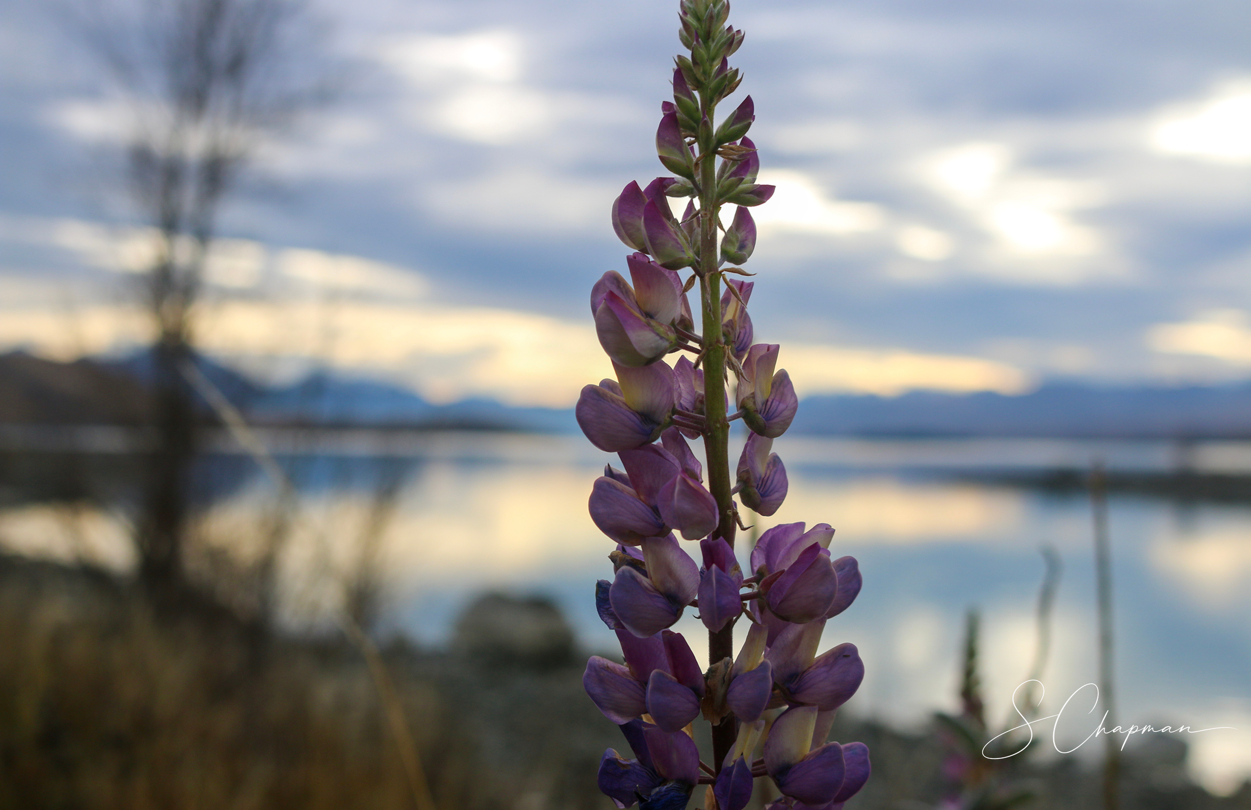 Tekapo Lupin