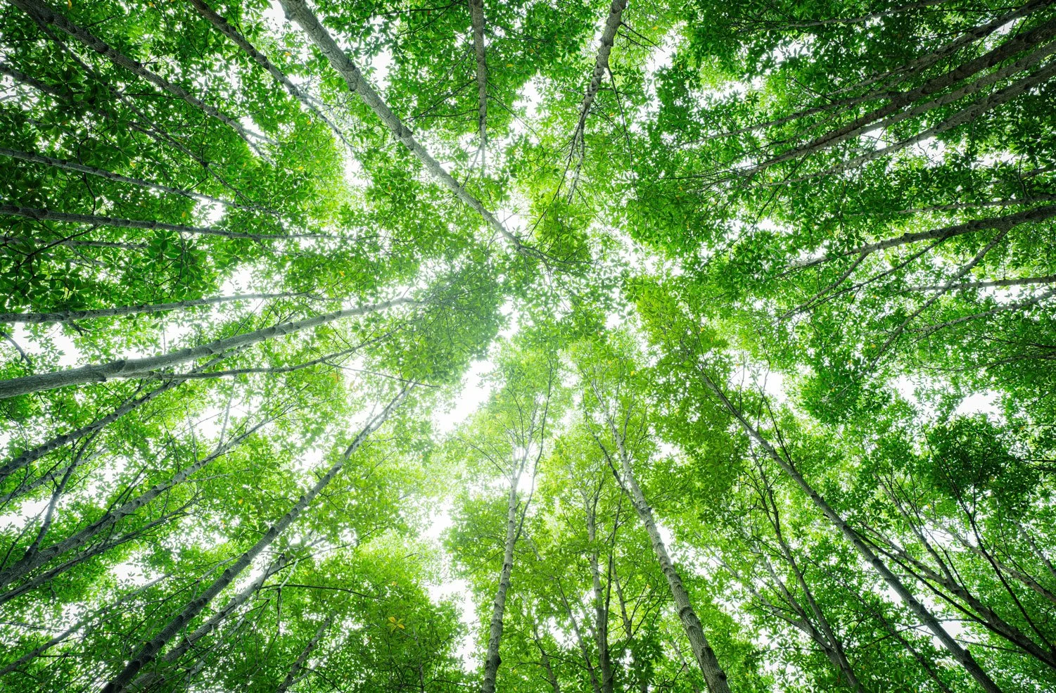Looking up at the tall green trees with sunlight filtering through the leaves.