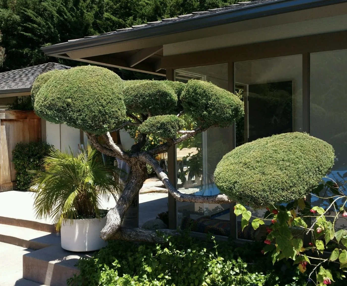A well-manicured tree with multiple rounded green foliage tops in front of a house with large glass windows.