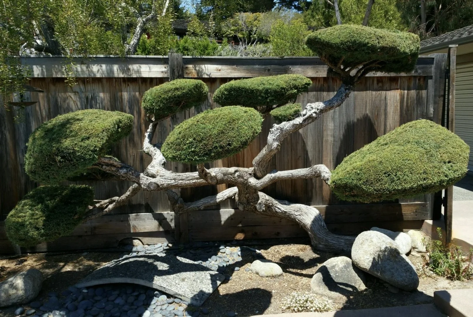 A well-shaped bonsai tree with multiple rounded green foliage clumps on twisted branches, set against a wooden fence.