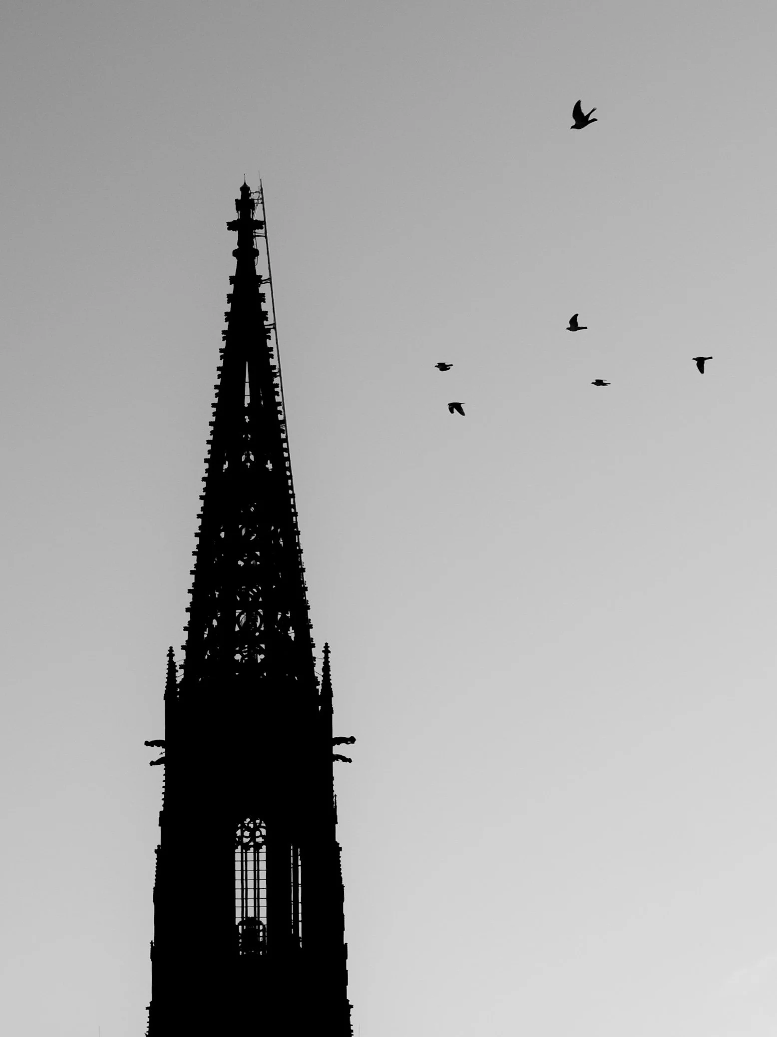Z5P_9455 (1).JPEG