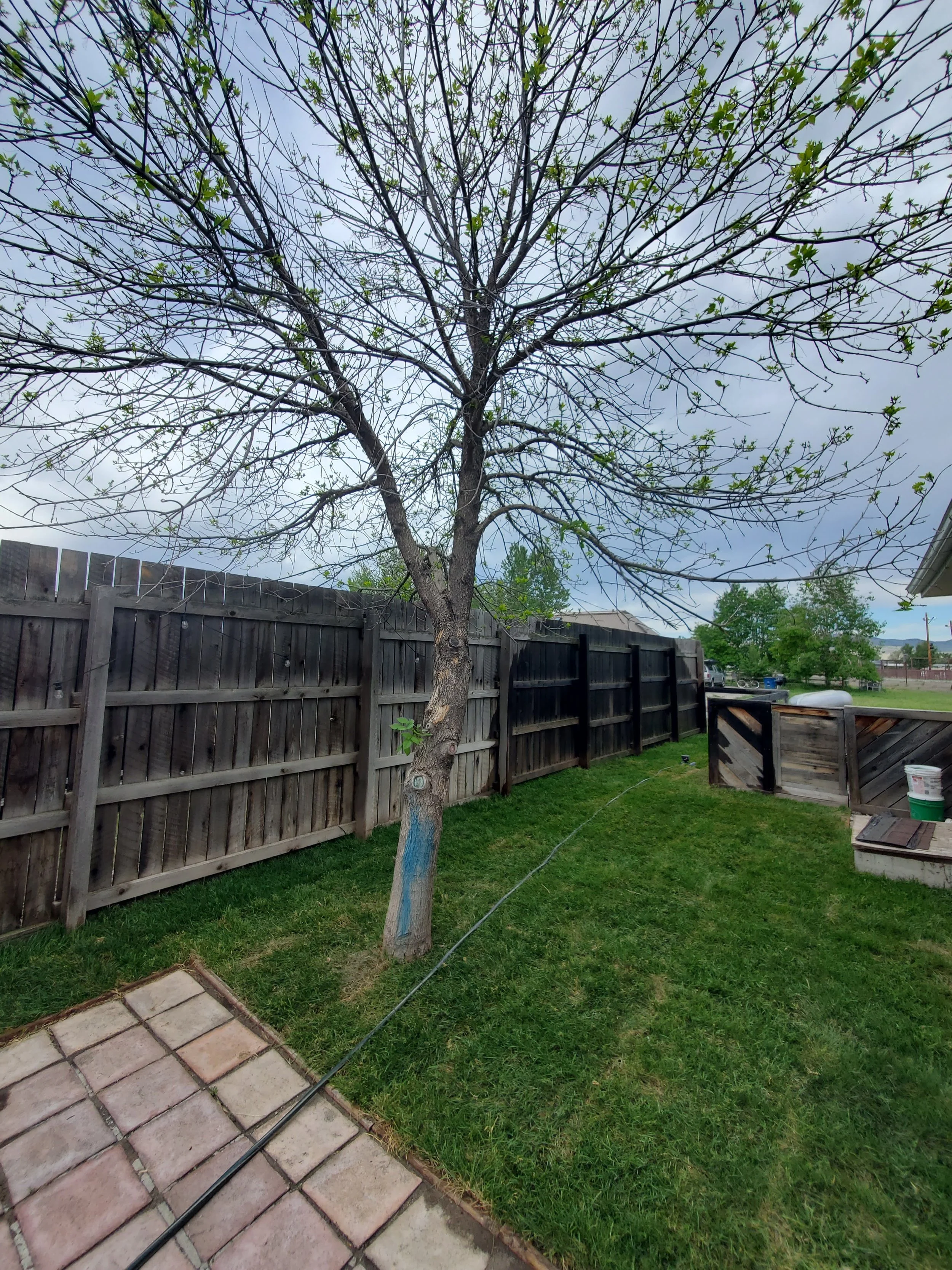 A backyard with freshly laid sod, a large deciduous tree with green leaves starting to grow, enclosed by a tall wooden fence. 