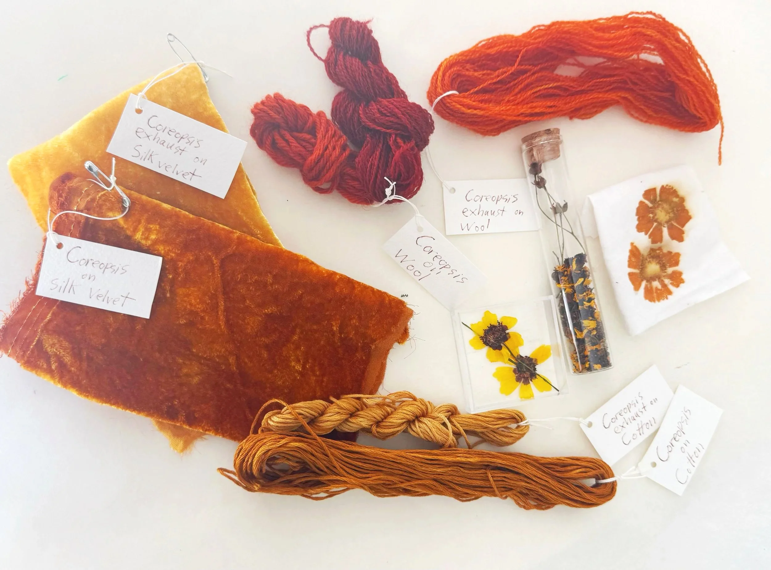 Coreopsis: coreopsis flowers might look familiar to all our Oklahoma friends! This native wildflower creates reds, oranges, golds, and yellows depending on how you treat it! It also makes stunning prints. 
