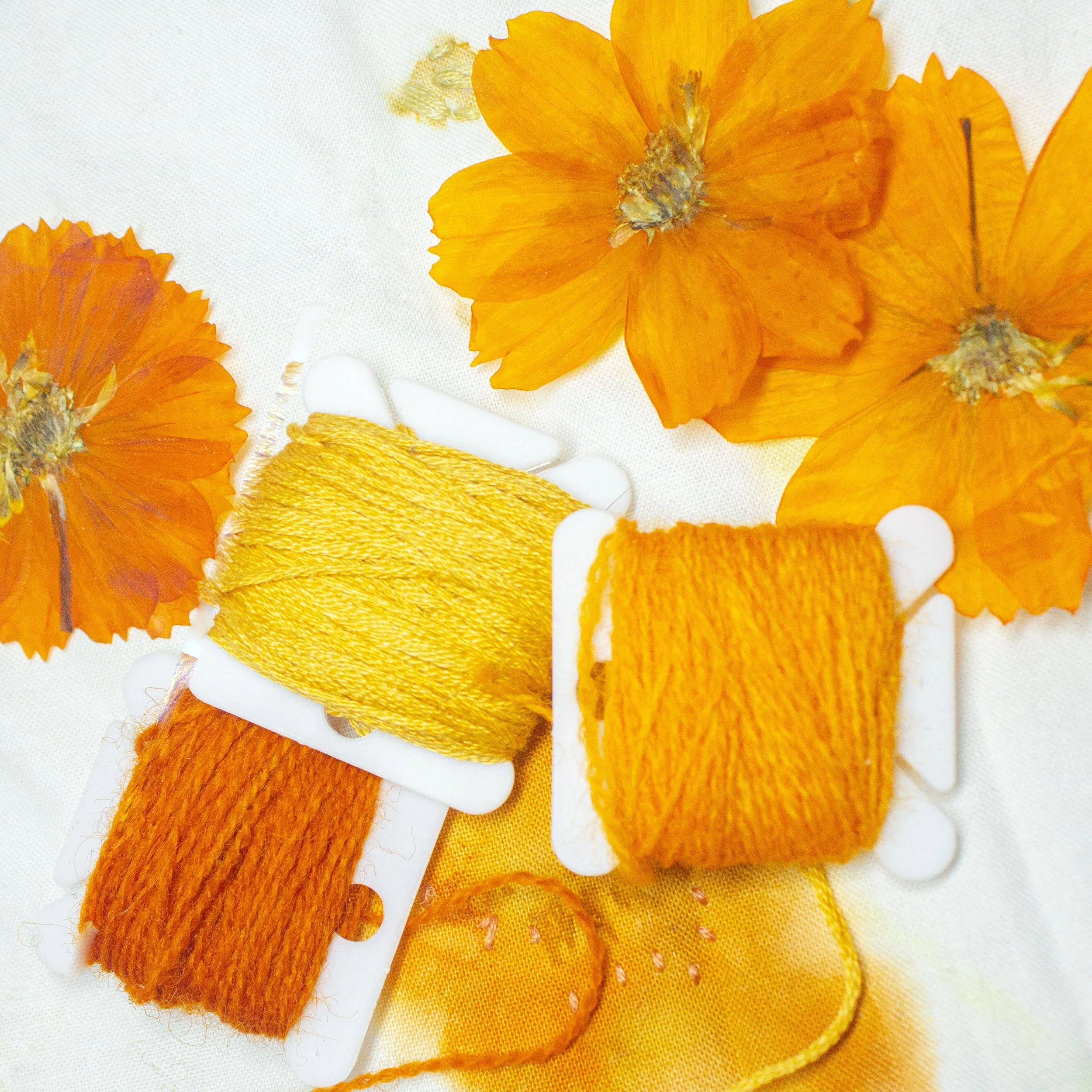 Cosmos: these vibrant flowers make beautiful oranges, yellows, and even purples!