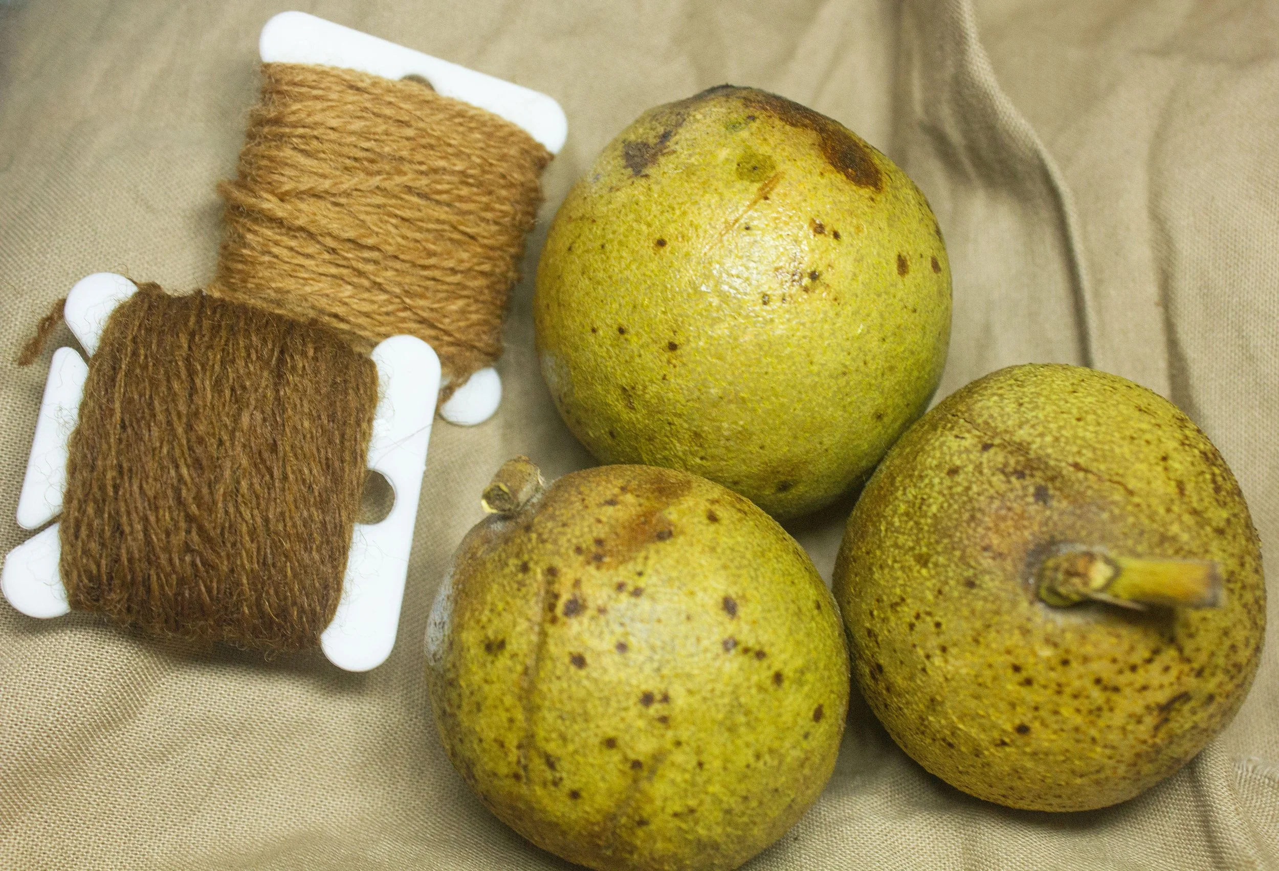 Black Walnut: black walnuts aren't just for eating! The hulls of these nuts make beautiful browns and caramel colors.