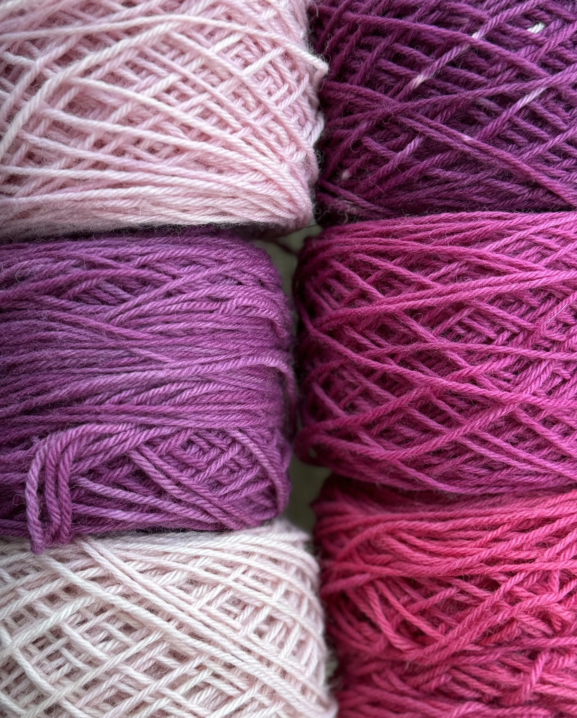 Cochineal: did you know insects could make pink? Cochineal can! Tiny cochineal bugs live on the pads of prickly pear cacti. They also make magnificent pinks and purples depending on the pH of your water!