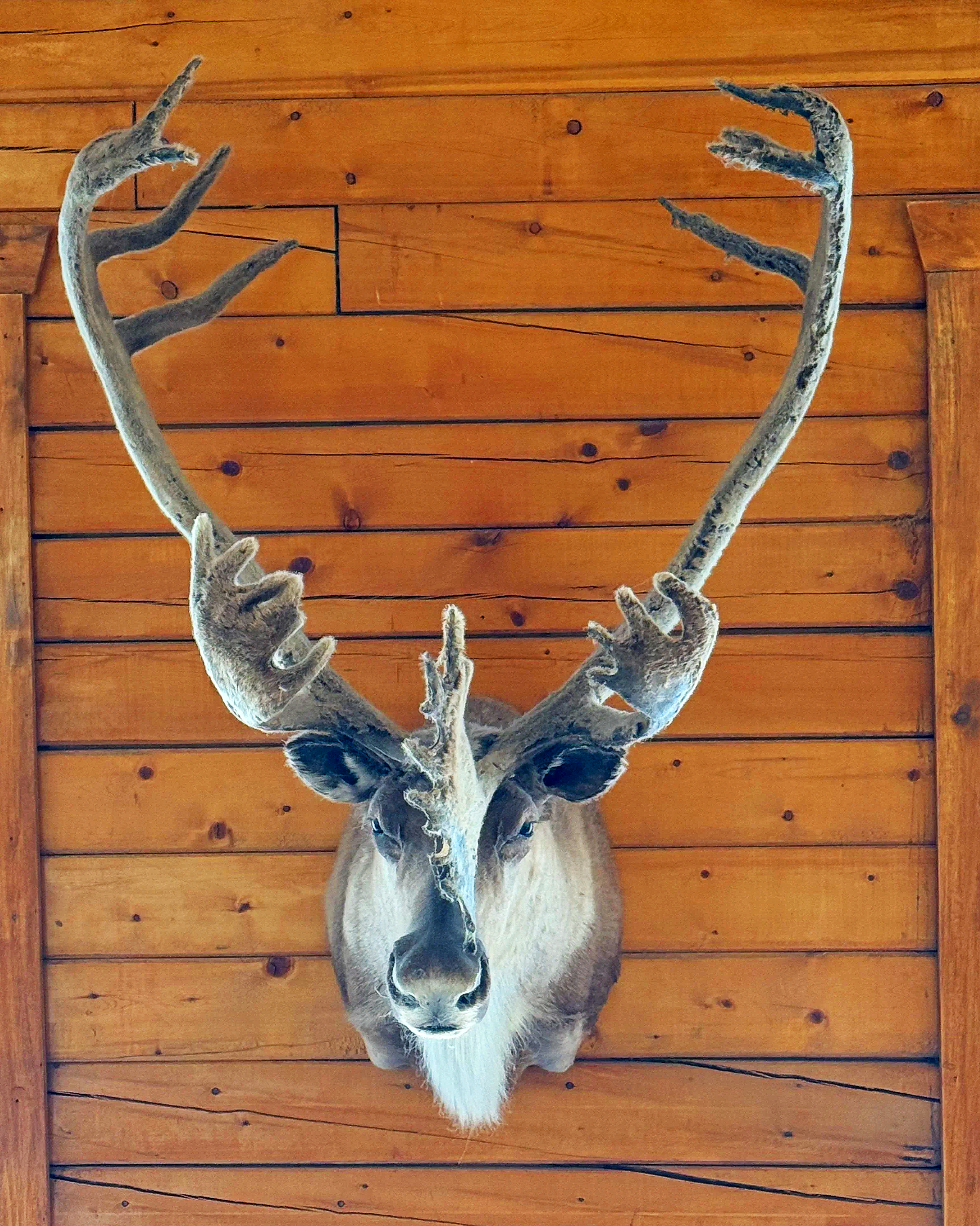 Mounted animal head with antlers on wooden wall.