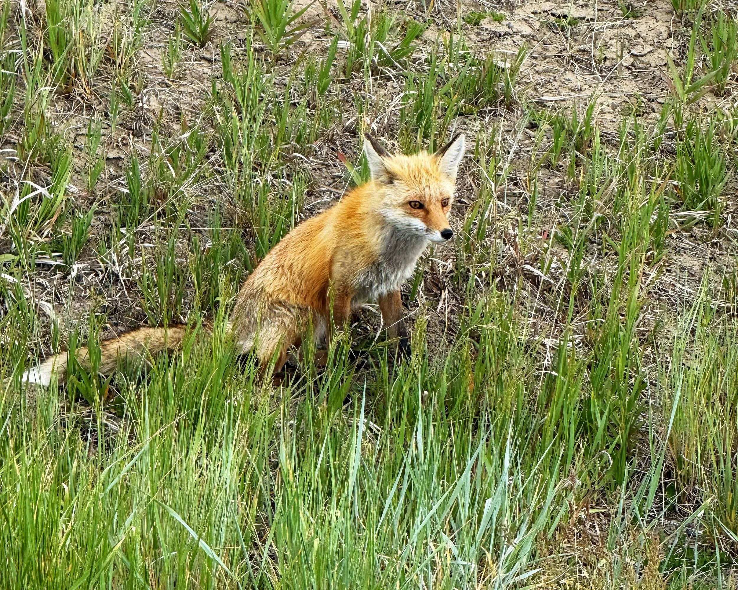 A red fox sitting in tall grass with some green plants and dirt visible in the background.