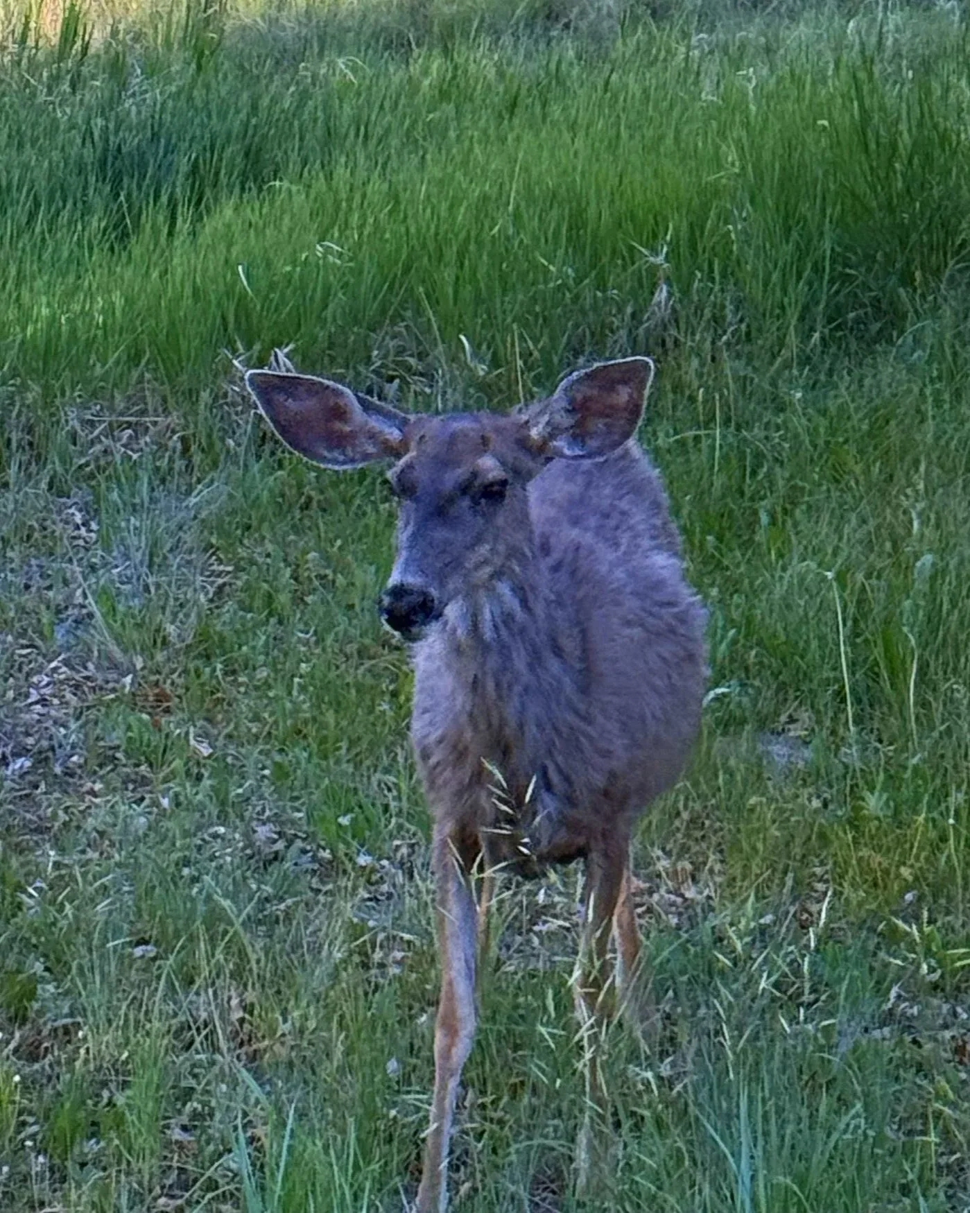 A young deer standing in a grassy field.