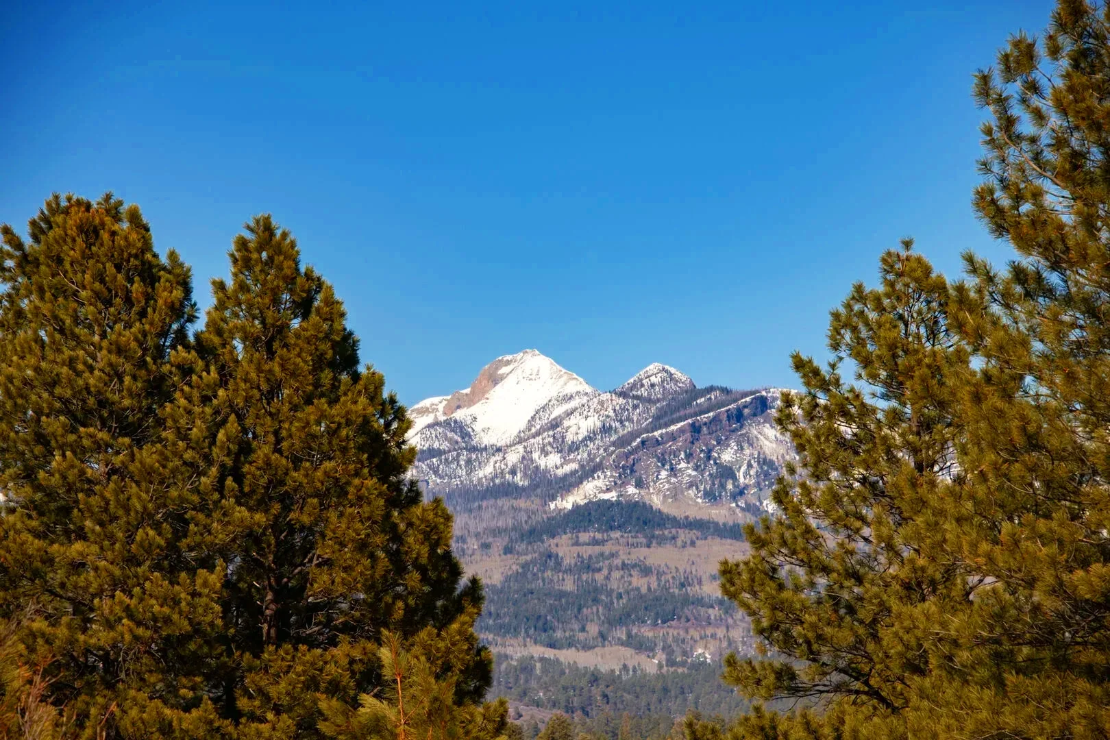 Snow-capped mountain peaks seen through the green branches of pine trees under a clear blue sky.