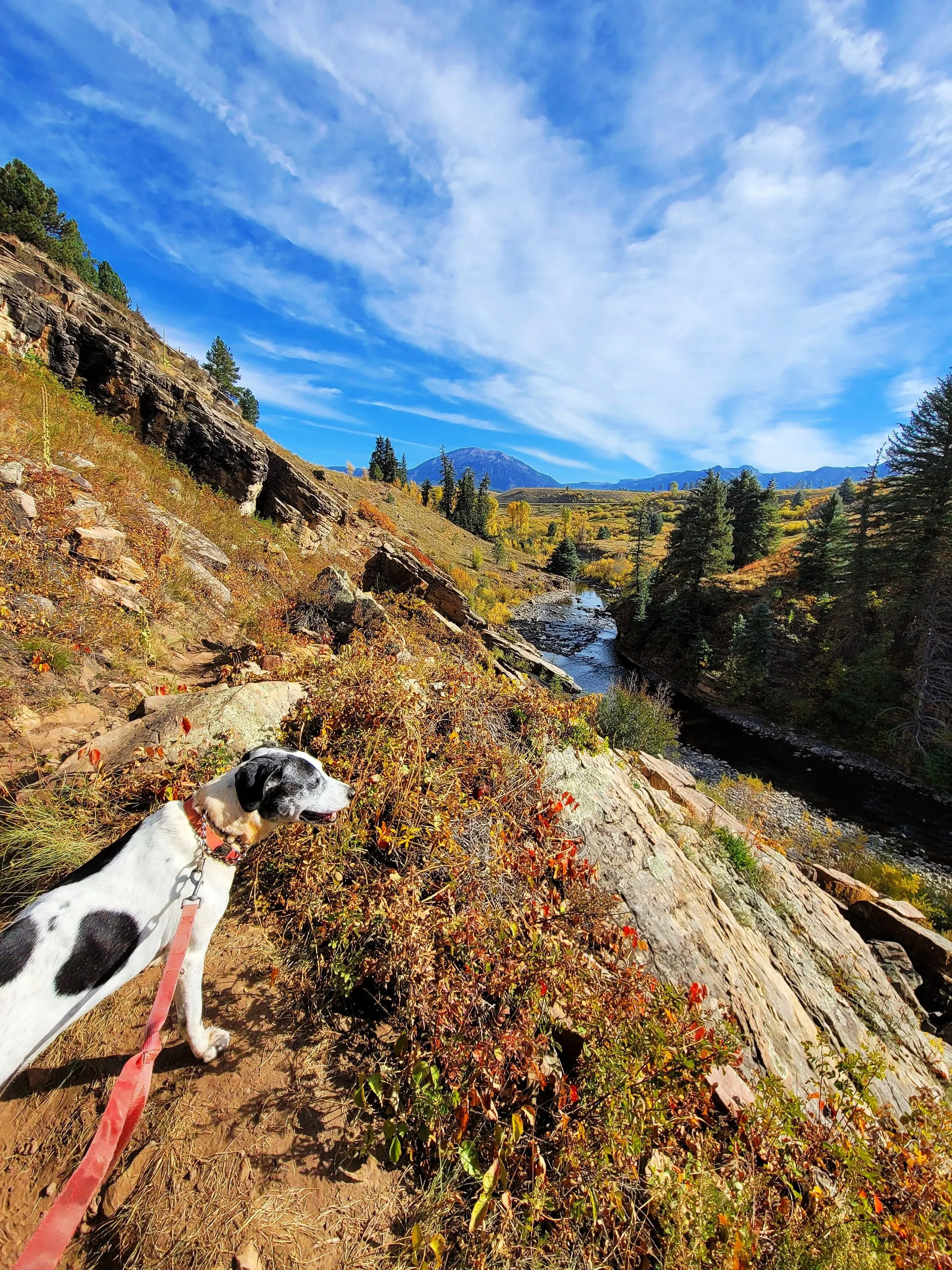 A black and white dog on a leash hiking along a rocky trail with autumn foliage, a small river, and mountains in the background under a partly cloudy blue sky.