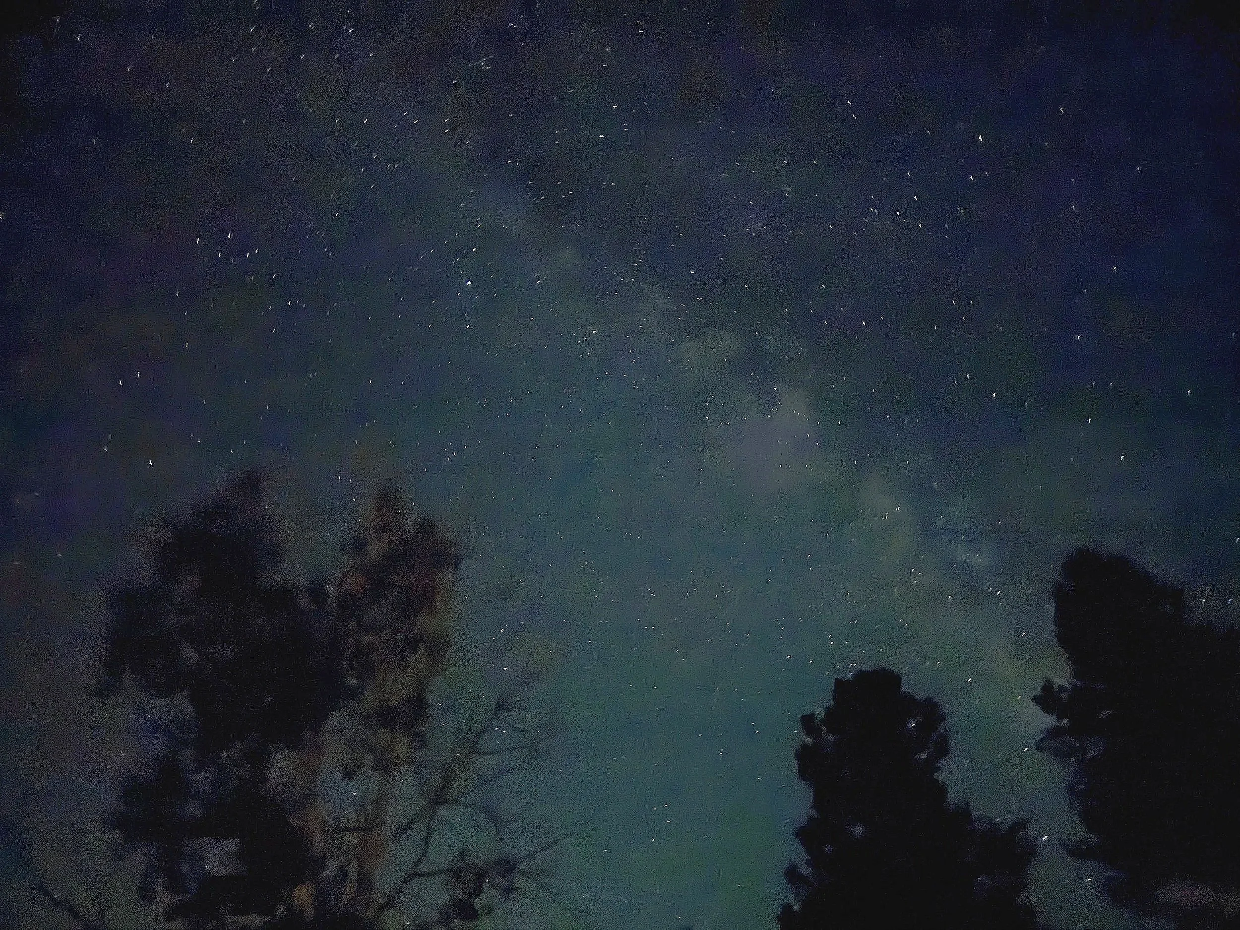 Night sky filled with numerous visible stars including the milkyway, dark silhouette of trees in the foreground.