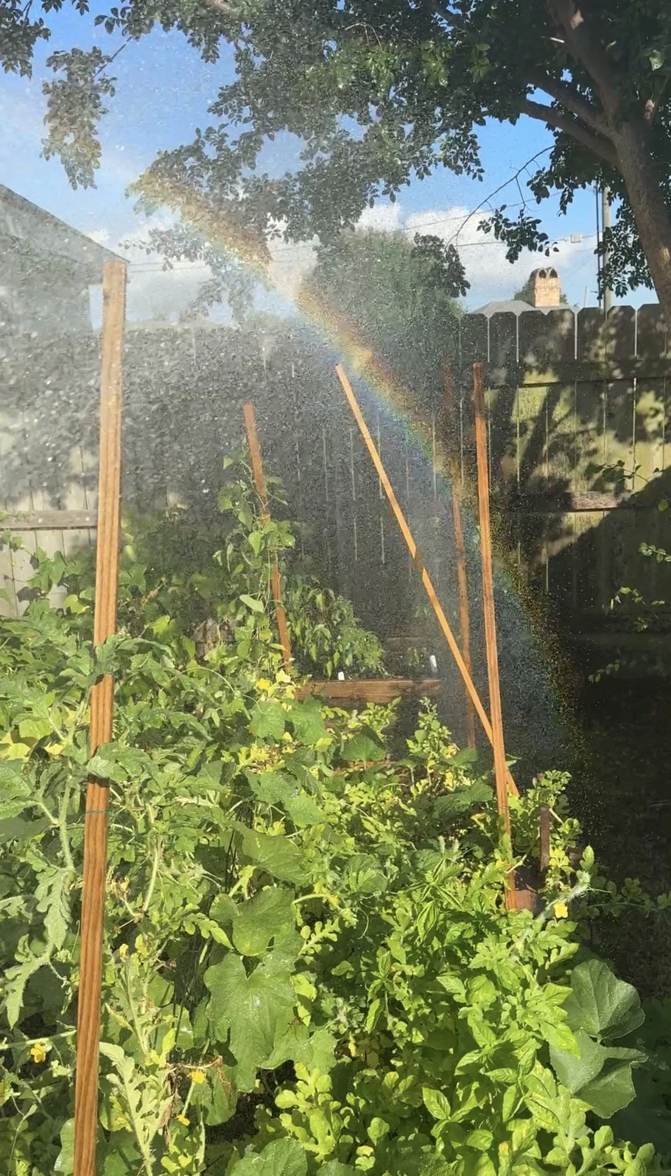 Finn’s Garden