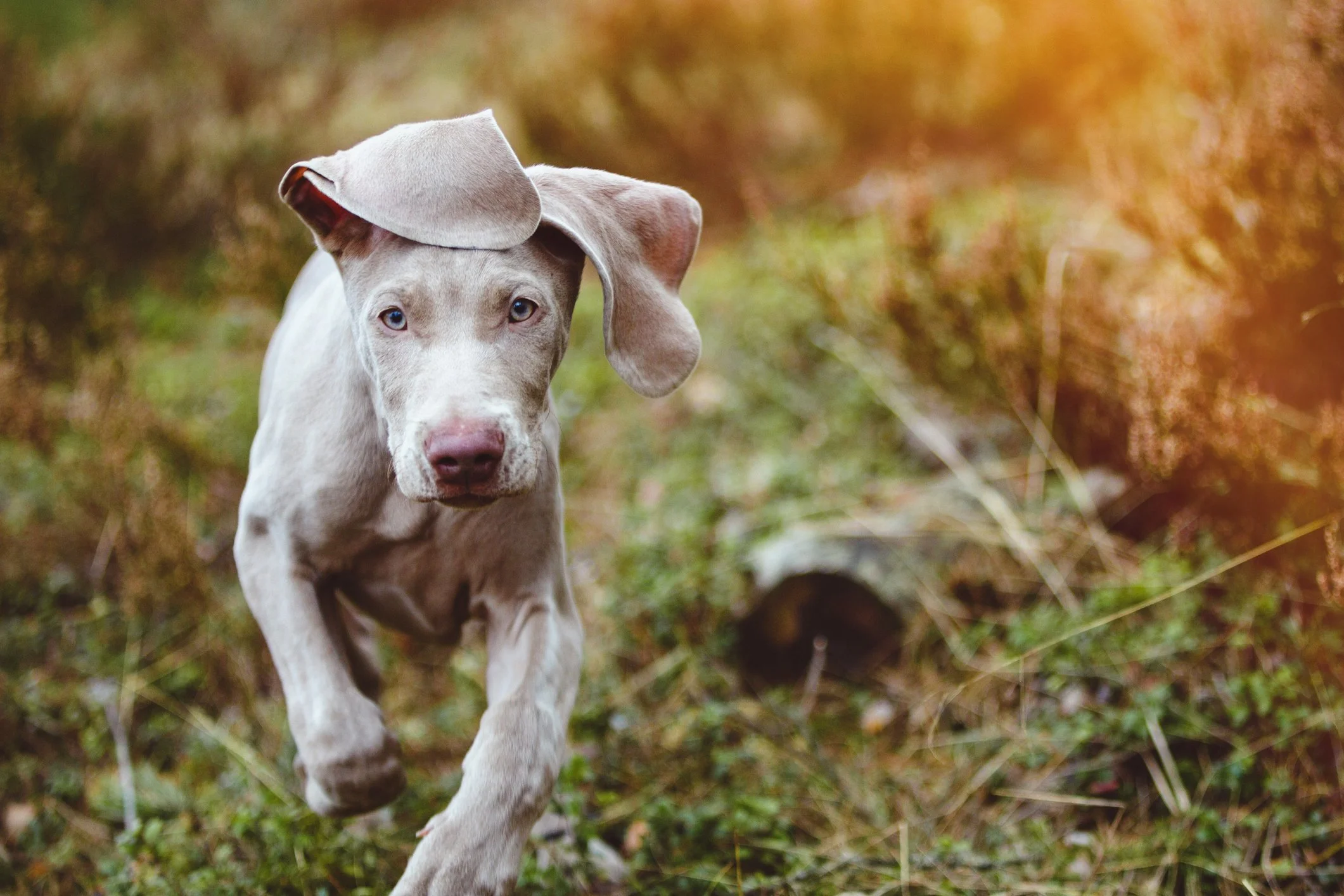 Weimaraner Welpe läuft durch eine natürliche, unberührte Landschaft.