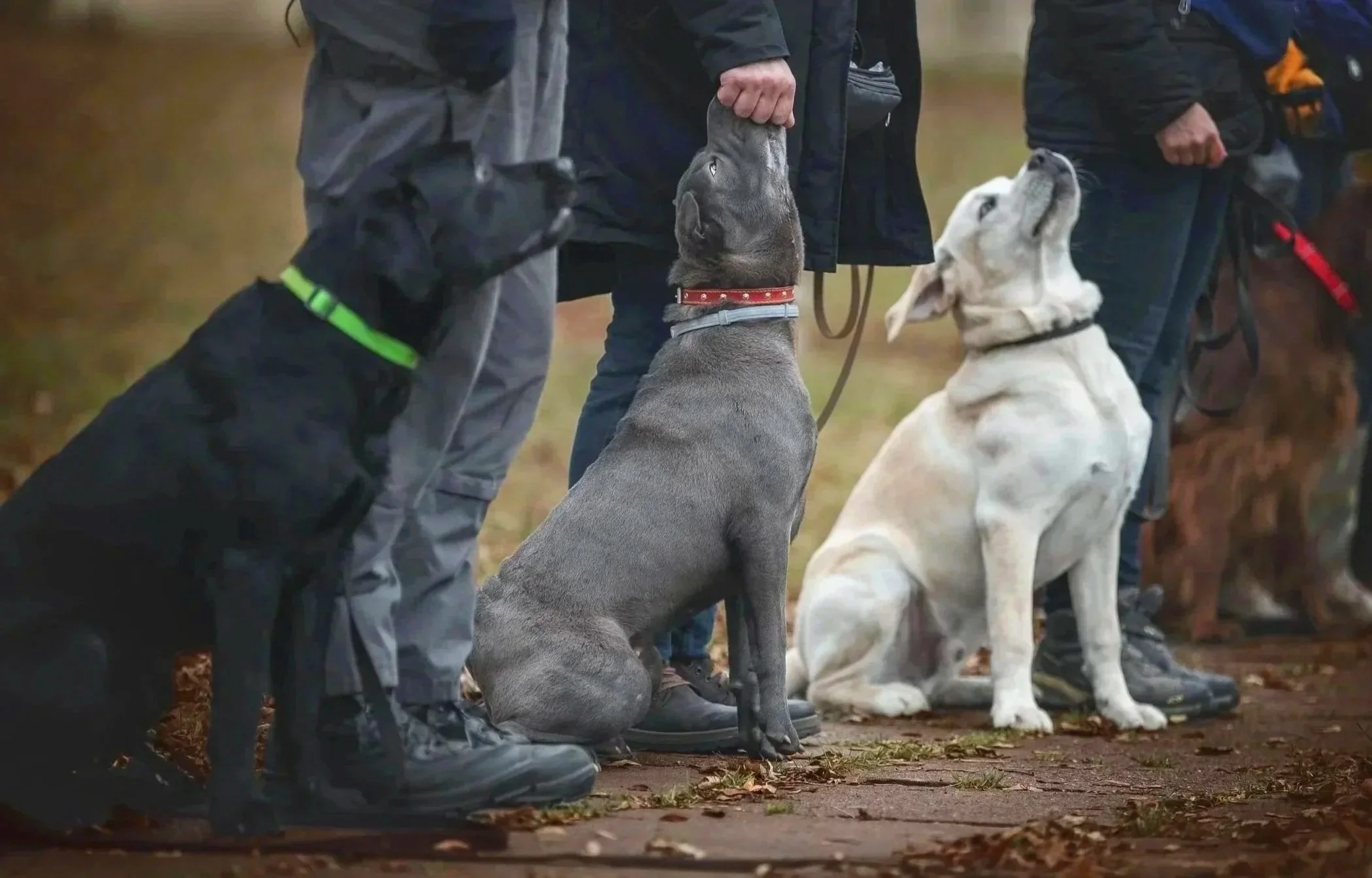 Mehrere Hunde sitzen während eines Social Walks ruhig neben ihren Haltern und trainieren Orientierung am Menschen sowie entspannte Hundebegegnungen.