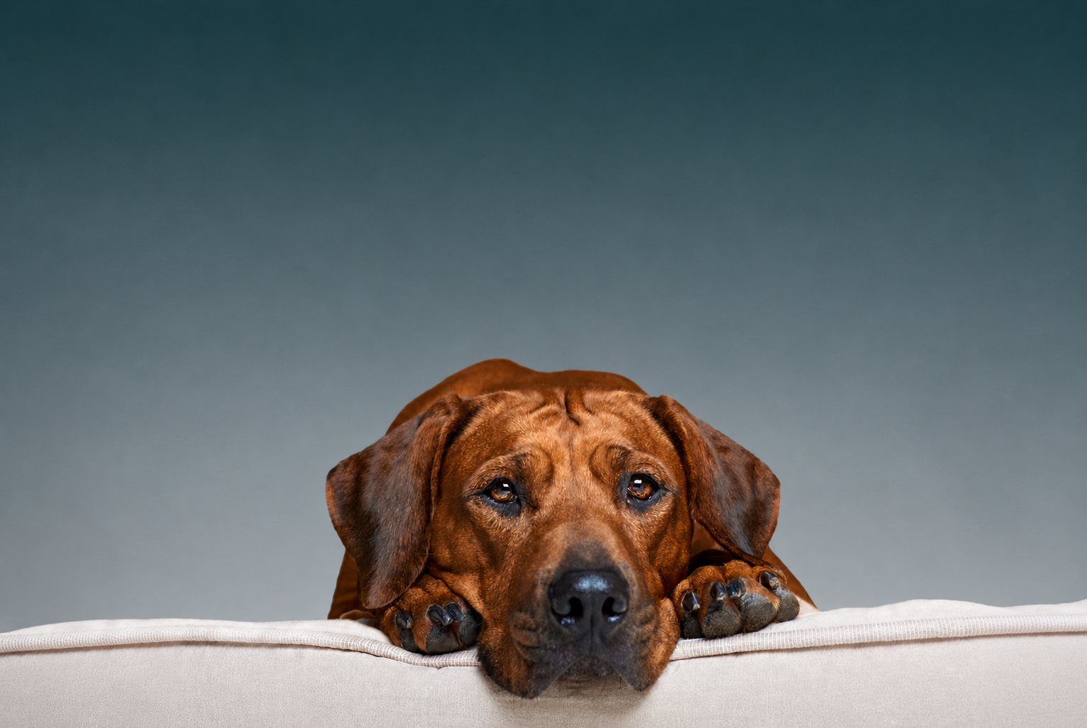Rhodesian Ridgeback liegt auf dem Sofa - Entspanntes Zusammenleben mit dem Hund.