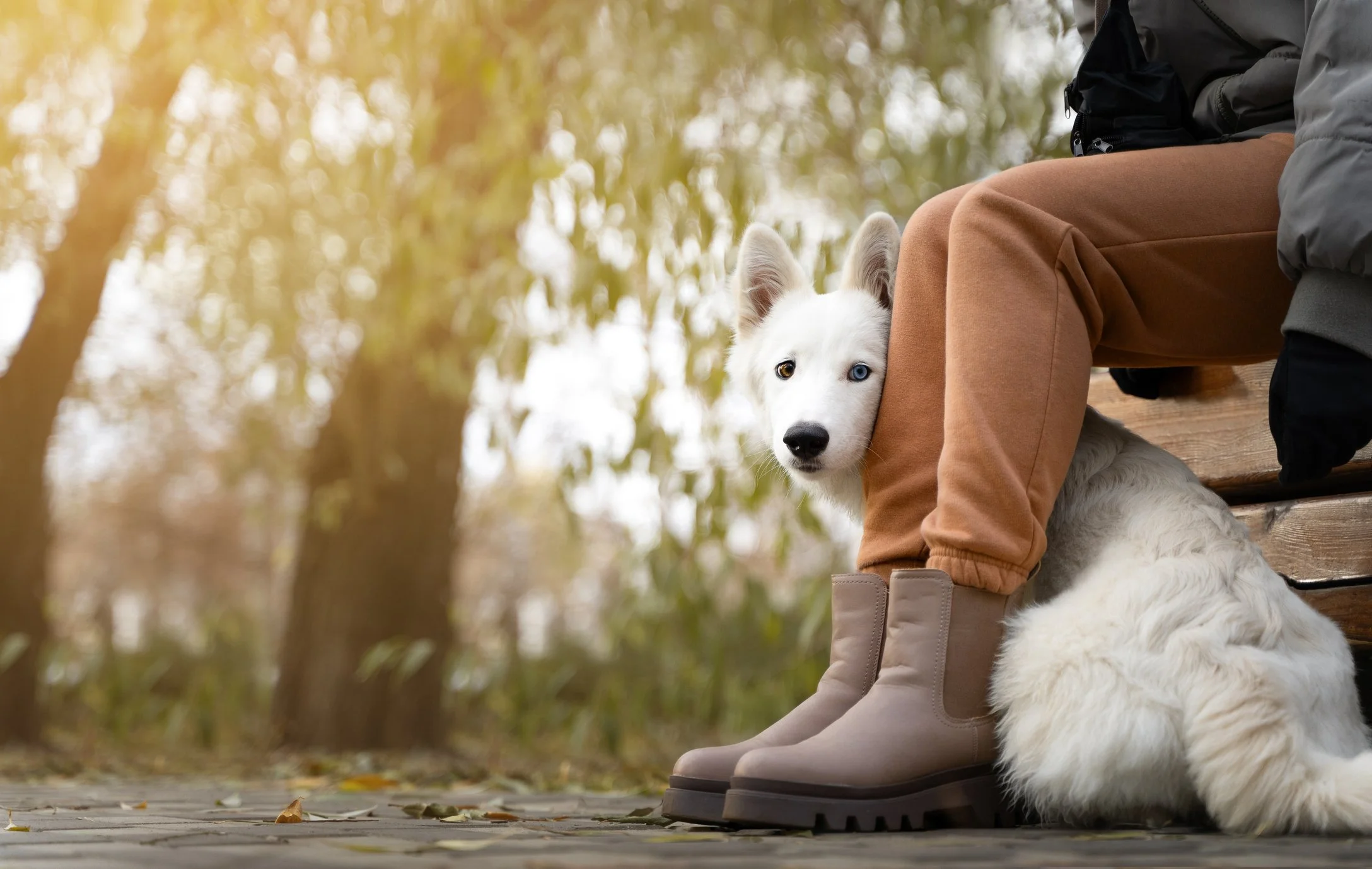 Ein Mensch sitzt auf einer Parkbank neben einem weißen Hund mit zweifarbigem Auge in einem herbstlichen Park.