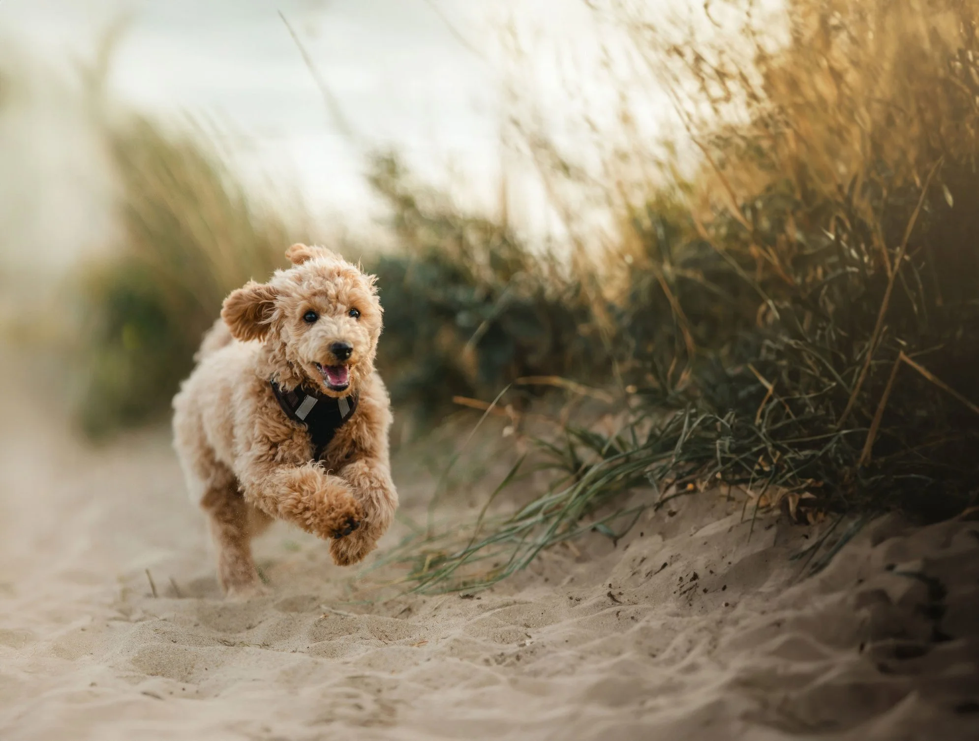 Brauner Zwergpudel gallopiert aufmerksam auf einem Sandweg durch eine natürliche Landschaft mit hohem Gras.