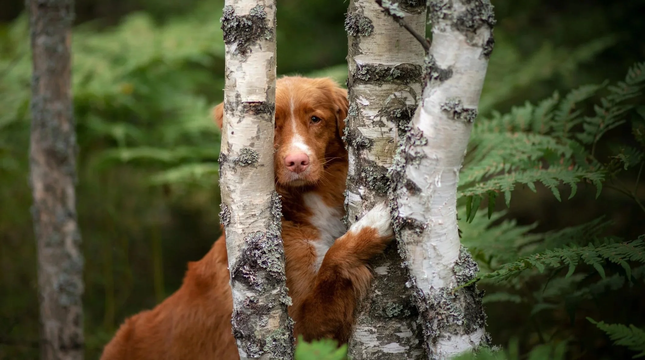 Nova Scotia Duck Tolling Retriever blickt abwartend zwischen Birkenstämmen vor Farnen im Hintergrund hindurch.